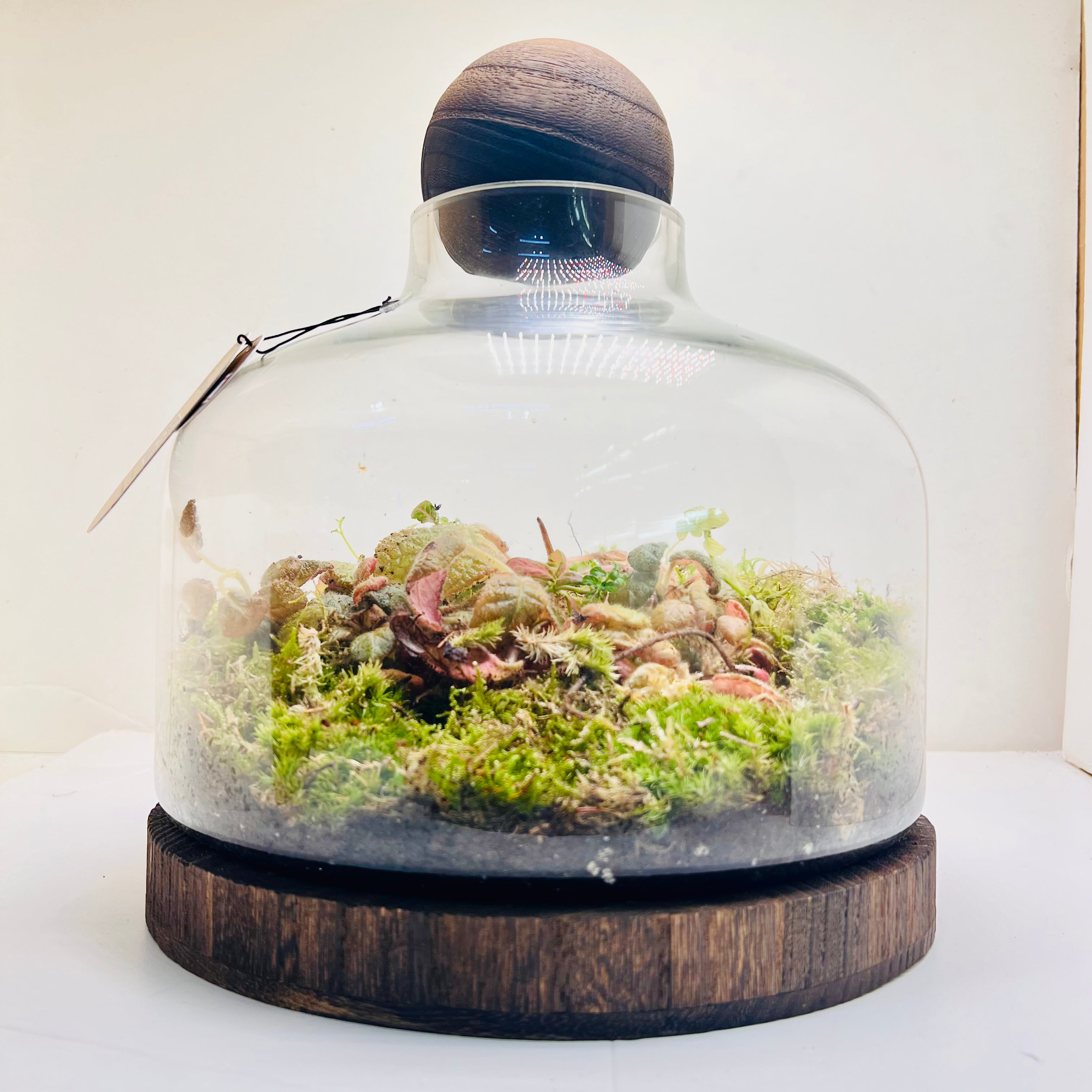 Premium Dome Glass Terrarium with Wooden Lid Lush Moss & Exotic Plant Ecosystem for Home and Office Decor