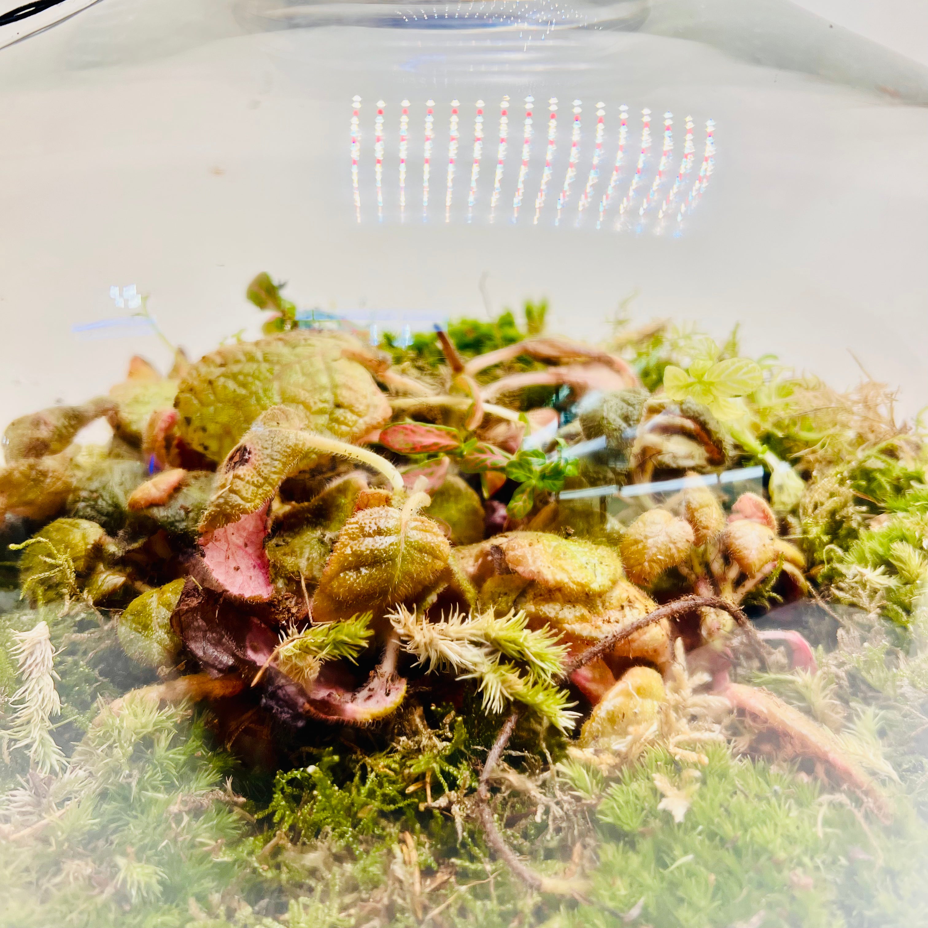 Premium Dome Glass Terrarium with Wooden Lid Lush Moss & Exotic Plant Ecosystem for Home and Office Decor