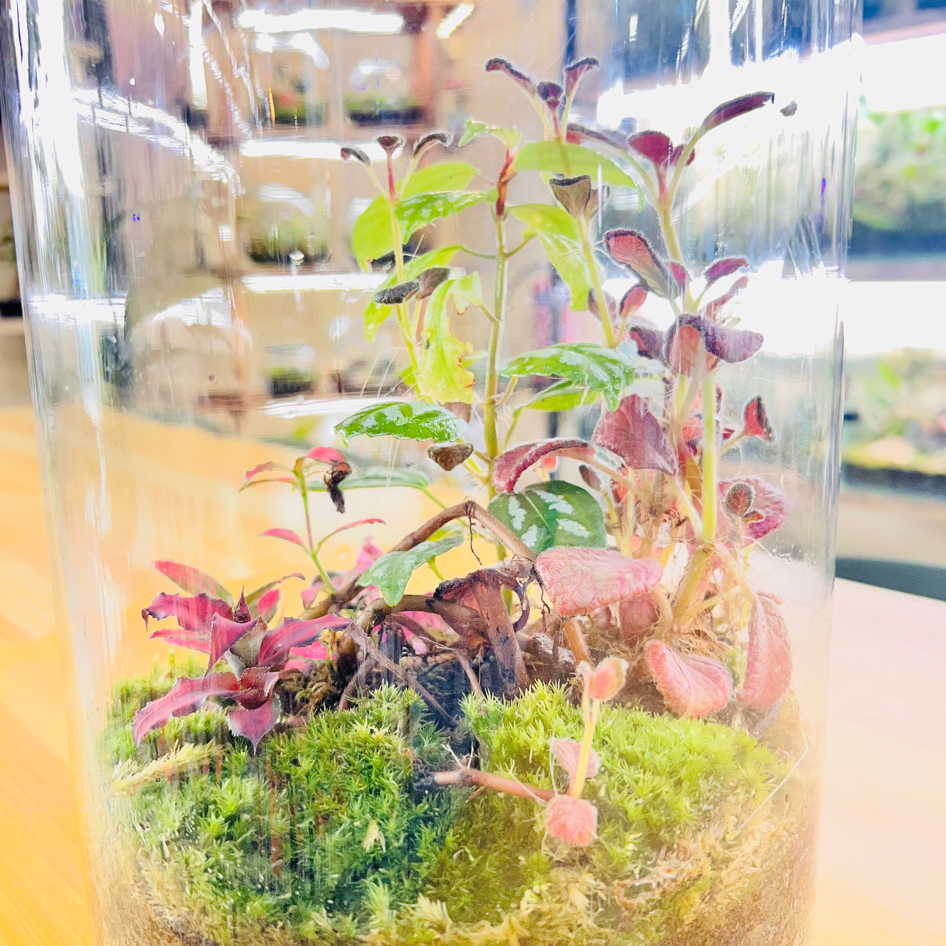 Tall Glass Terrarium Red & Green Harmony Indoor Plant Decor