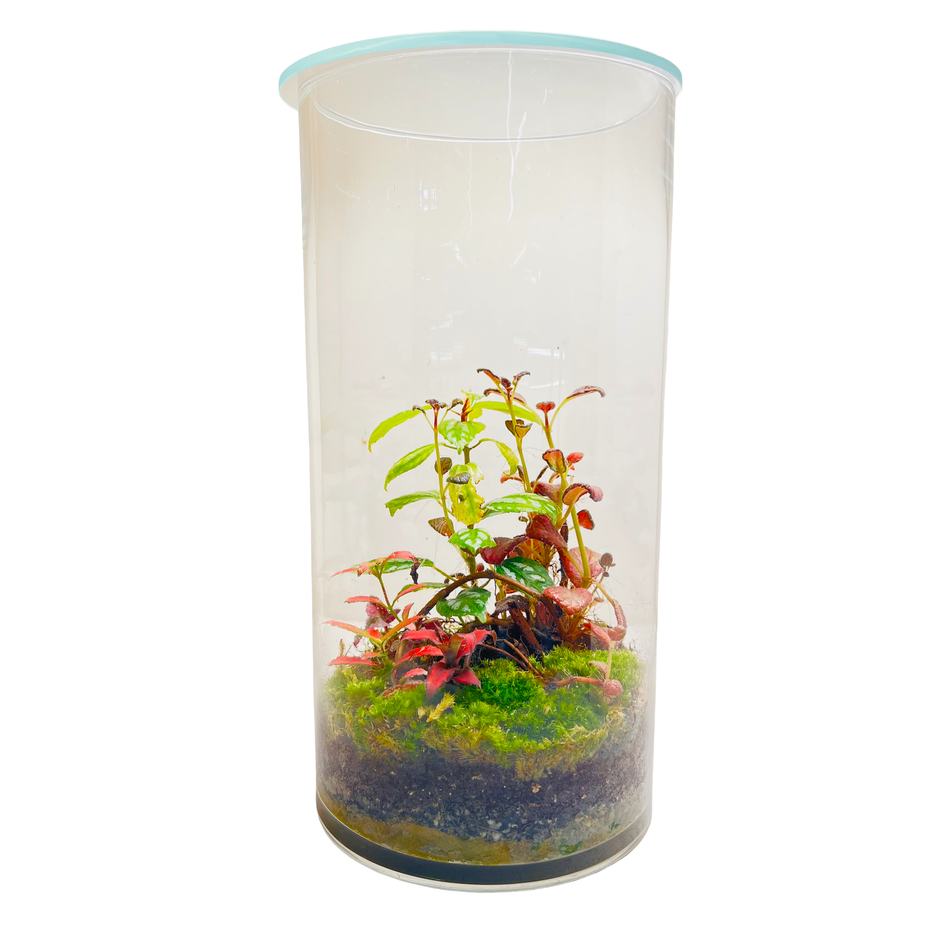 Tall Glass Terrarium Red & Green Harmony Indoor Plant Decor
