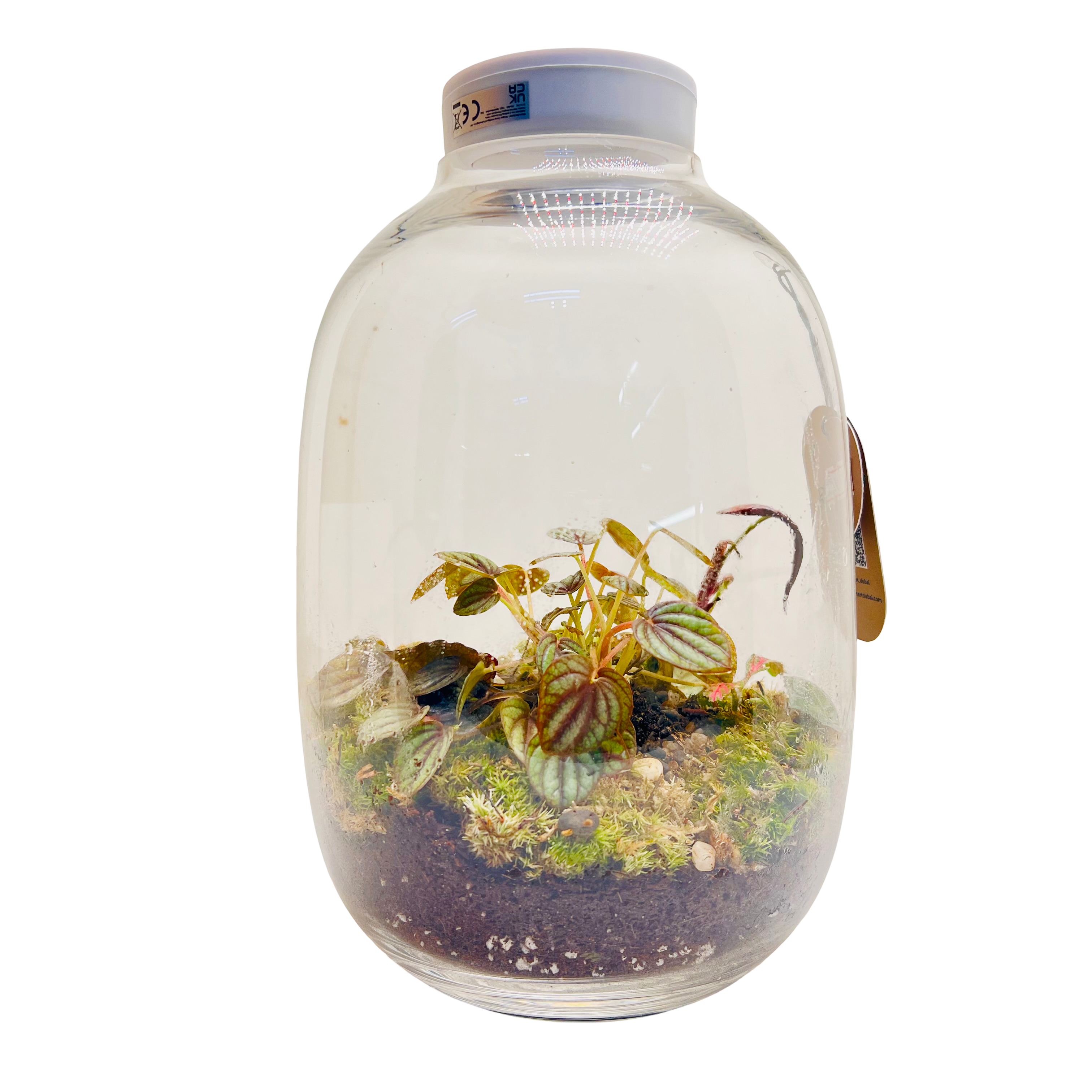 Jar Shaped Terrarium Peperomia Plant & Moss Arrangement inside the Globe Glass