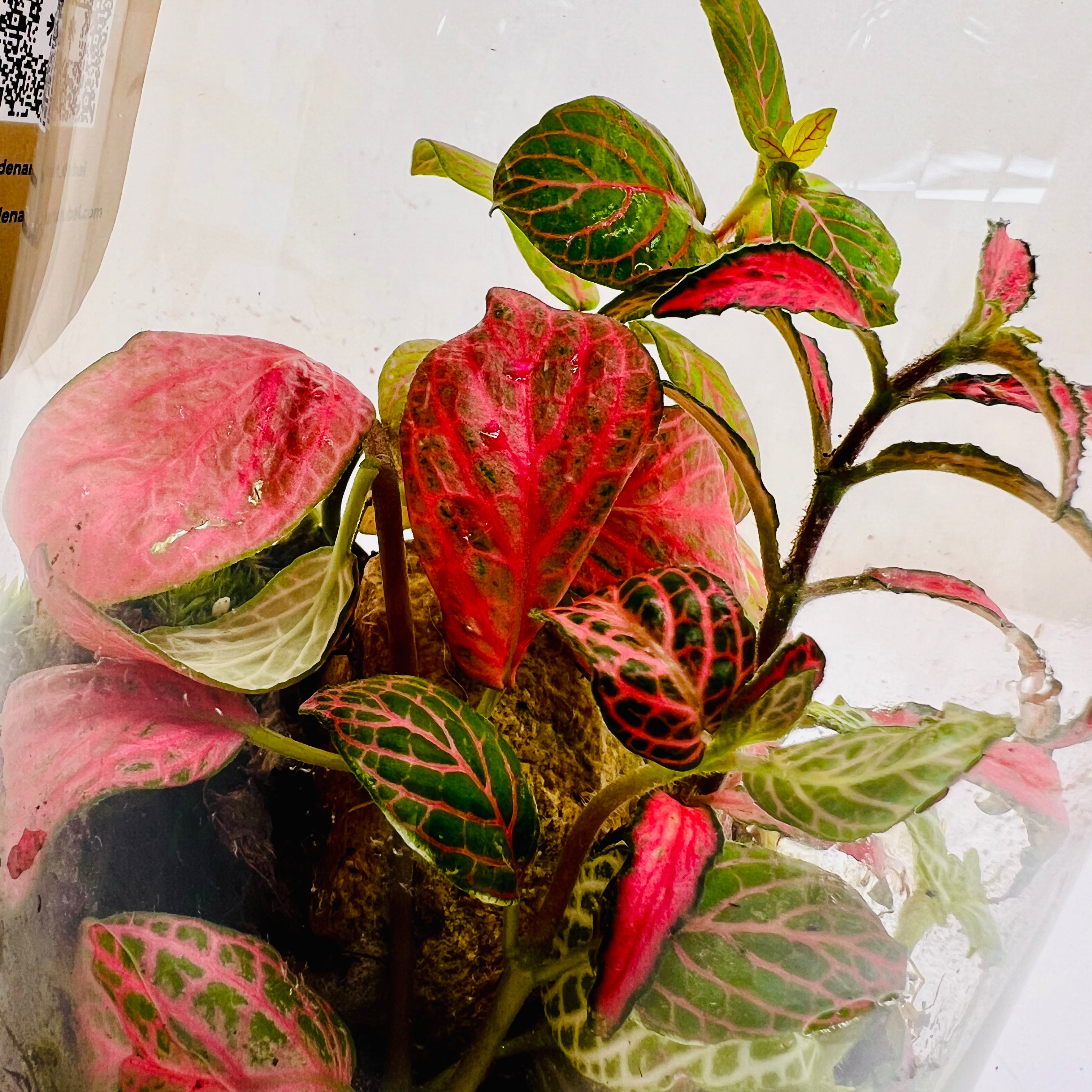 Bottle Terrarium with LED Light Top on The Glass Mini Garden with Red & Green Fittonia |