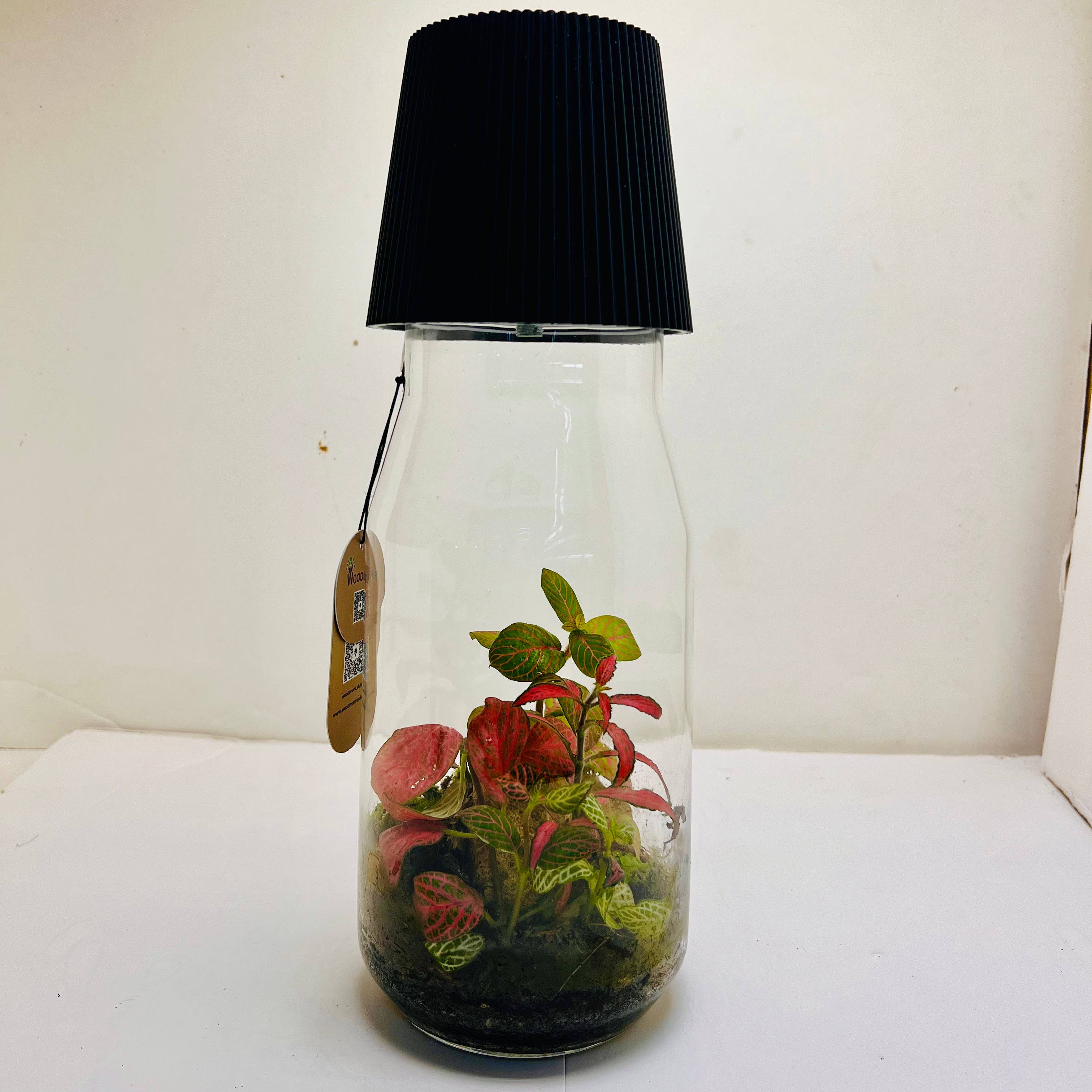 Bottle Terrarium with LED Light Top on The Glass Mini Garden with Red & Green Fittonia |