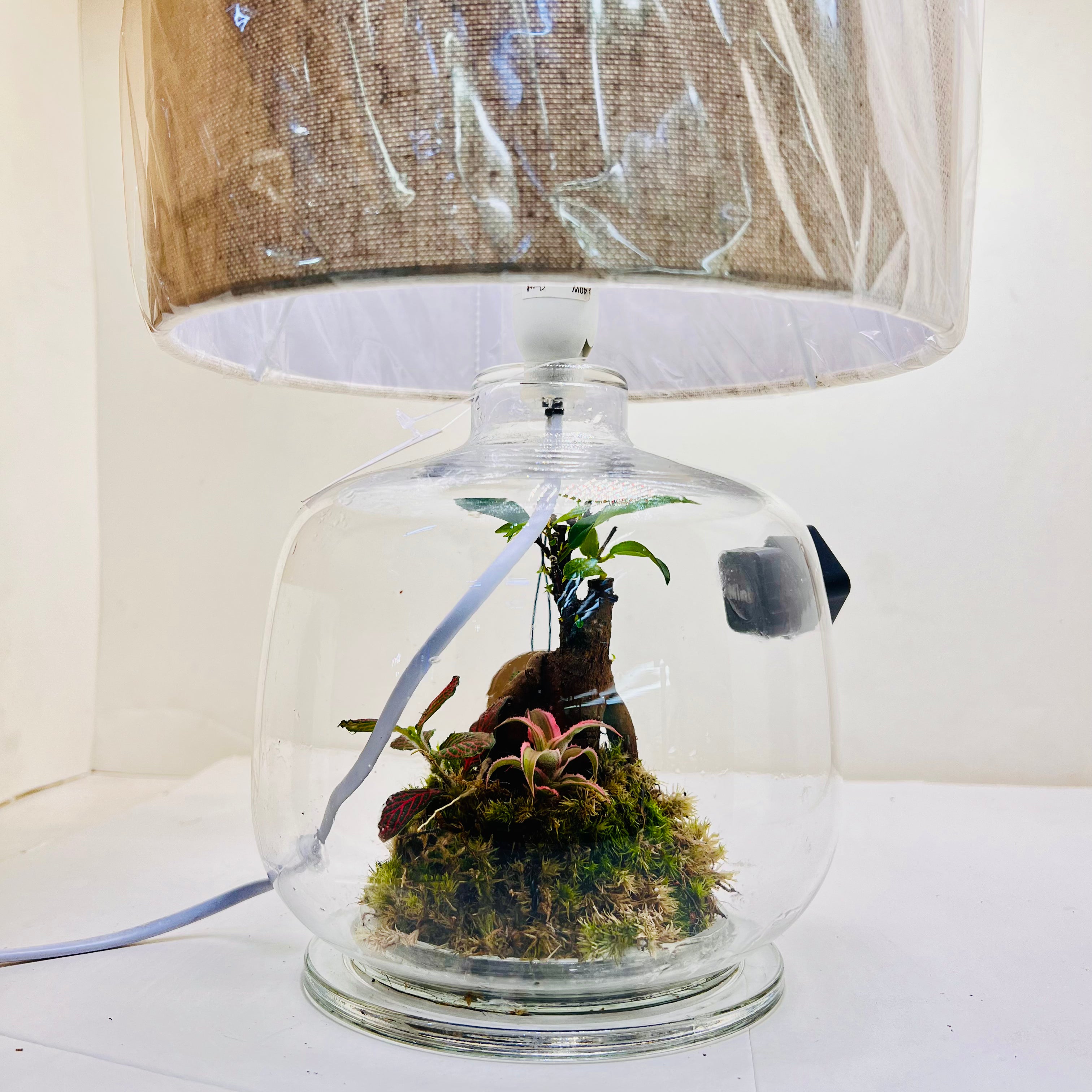 Glass Terrarium Lamp Handcrafted Eco Light with Moss & Bonsai Created by | Wooden Art Dubai