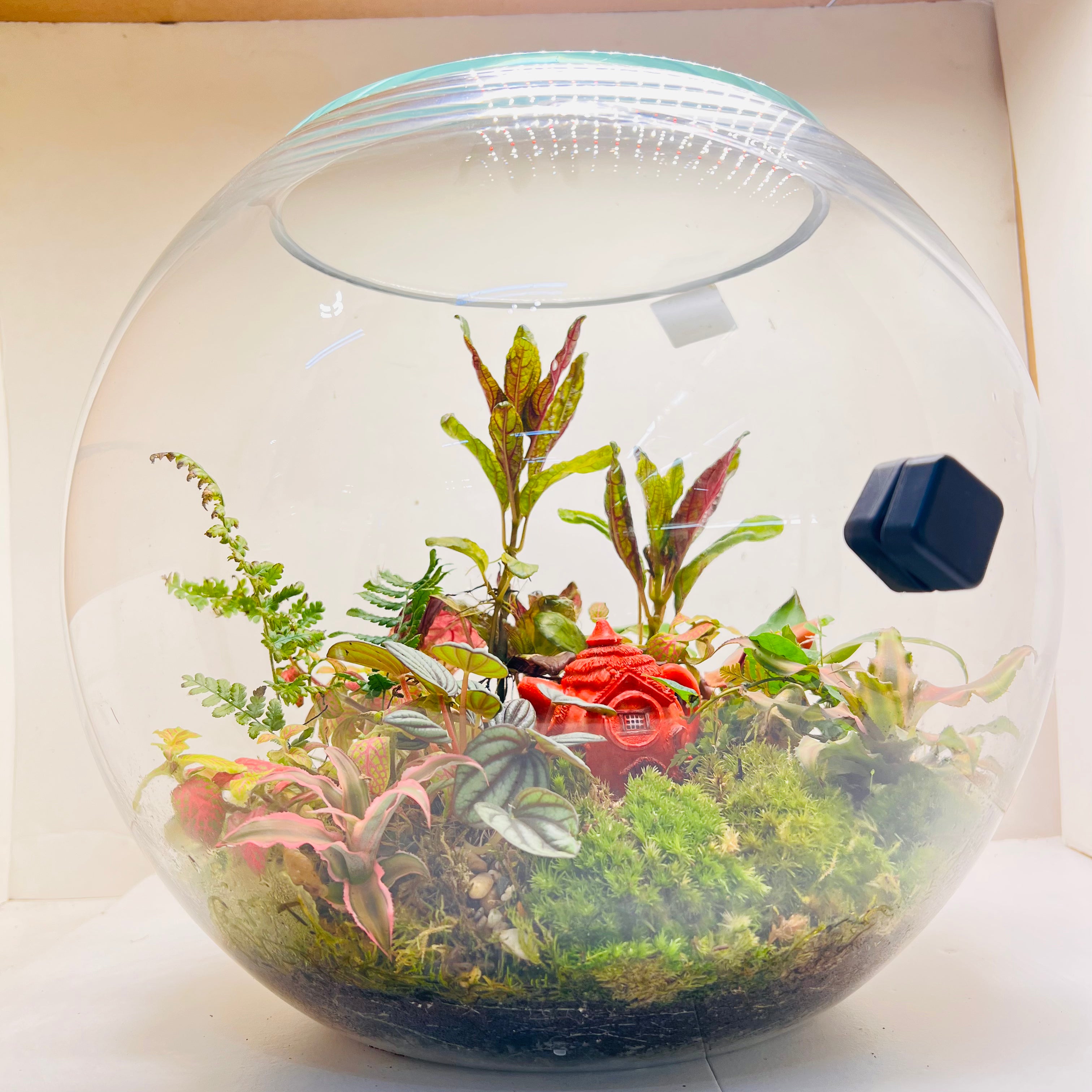Jungle inside the Glass Bowl Terrarium Handcrafted Mini Garden with Moss, Fittonia & Red House Décor