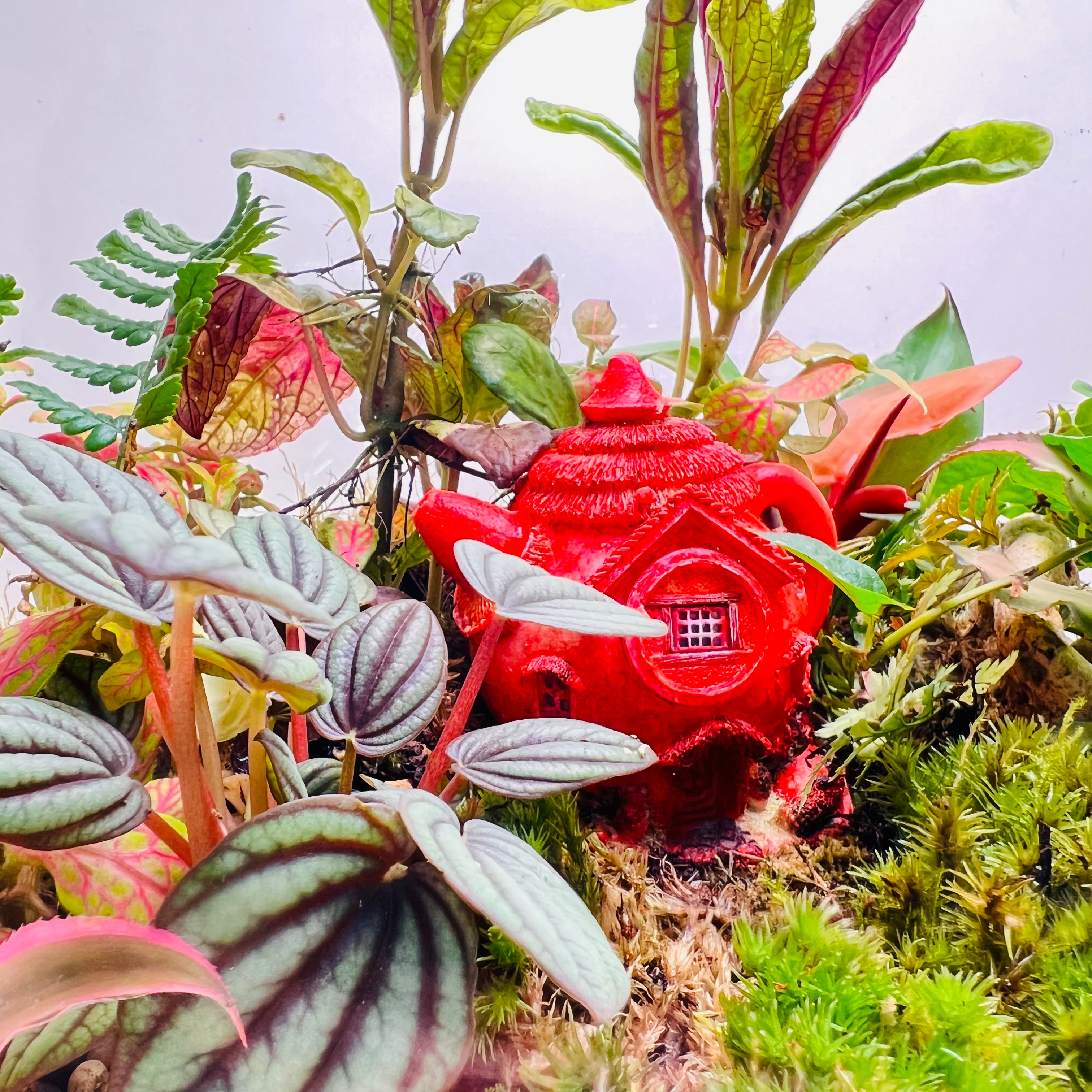 Jungle inside the Glass Bowl Terrarium Handcrafted Mini Garden with Moss, Fittonia & Red House Décor
