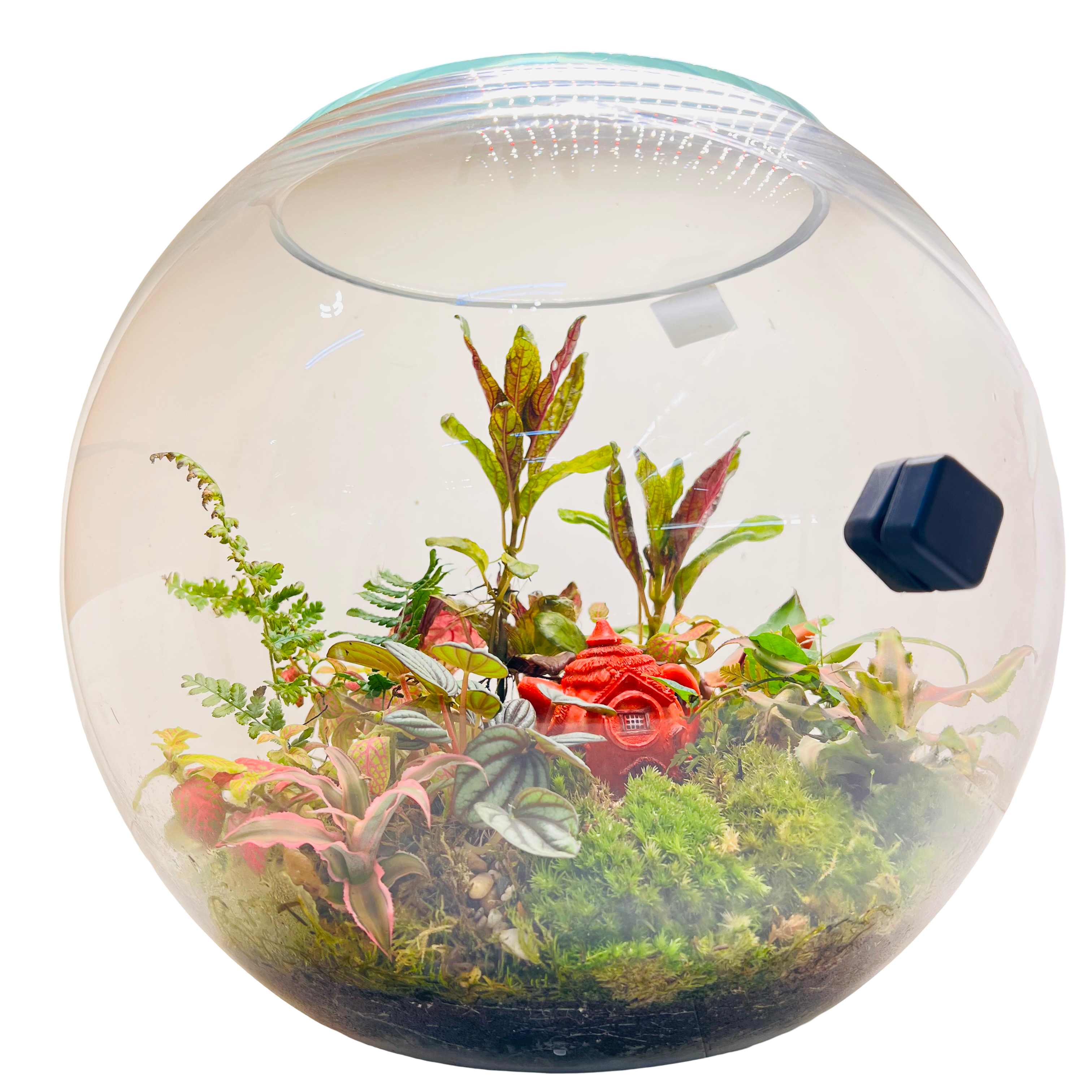 Jungle inside the Glass Bowl Terrarium Handcrafted Mini Garden with Moss, Fittonia & Red House Décor