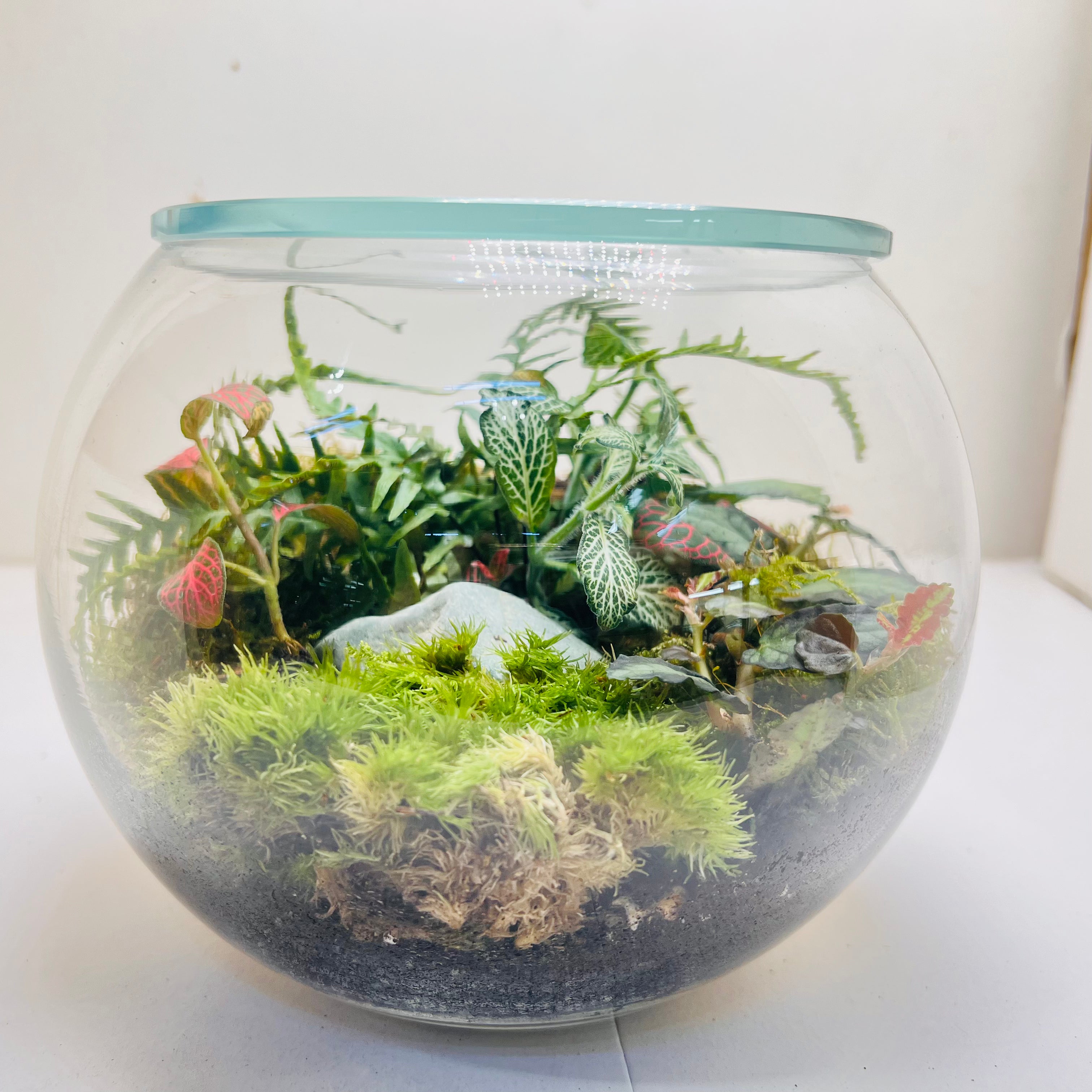 Premium Round Glass Terrarium with Peperomia Moss & Miniature Forest Design