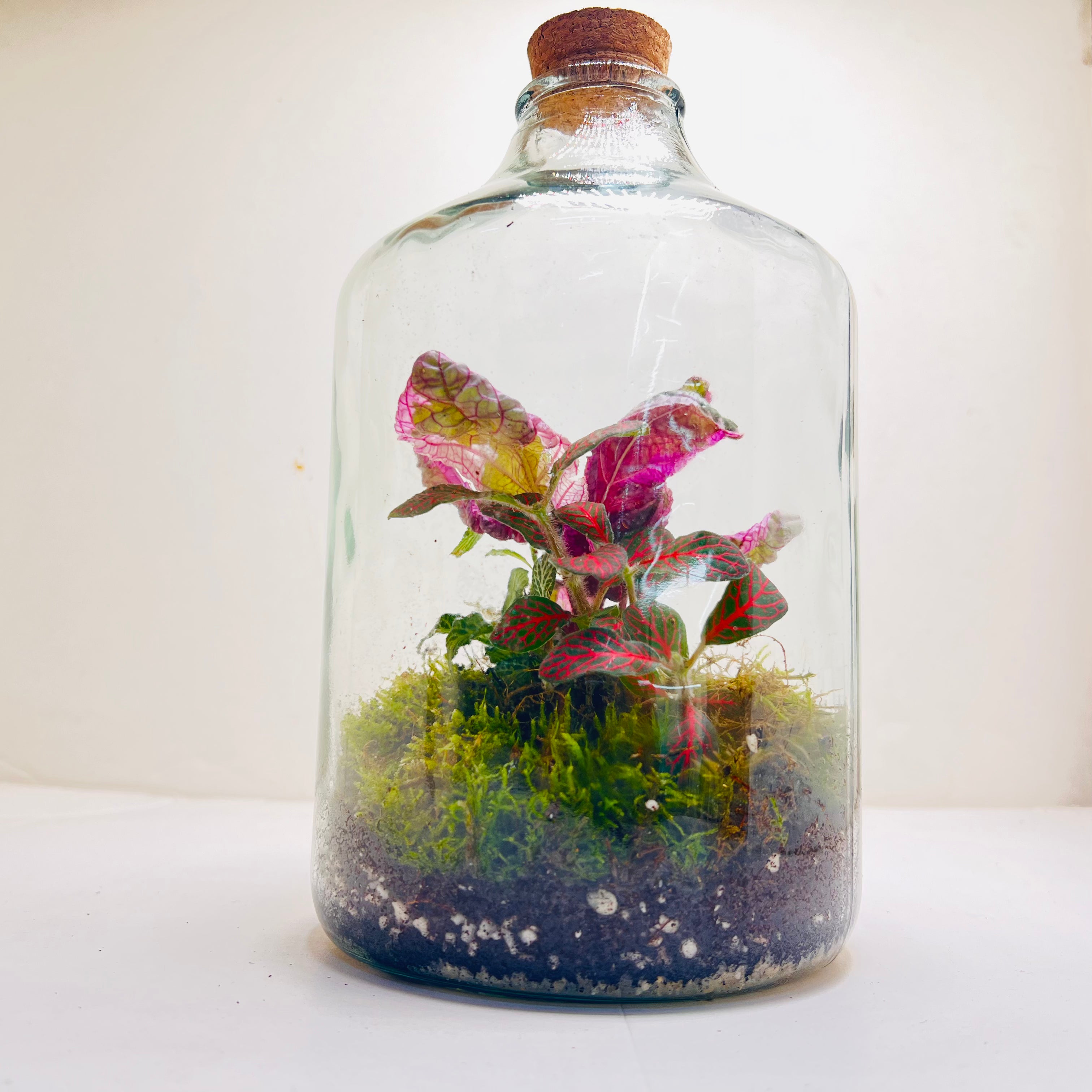 Sealed Bottle Terrarium with Colourfull Plants Self Sustaining Mini Indoor Garden