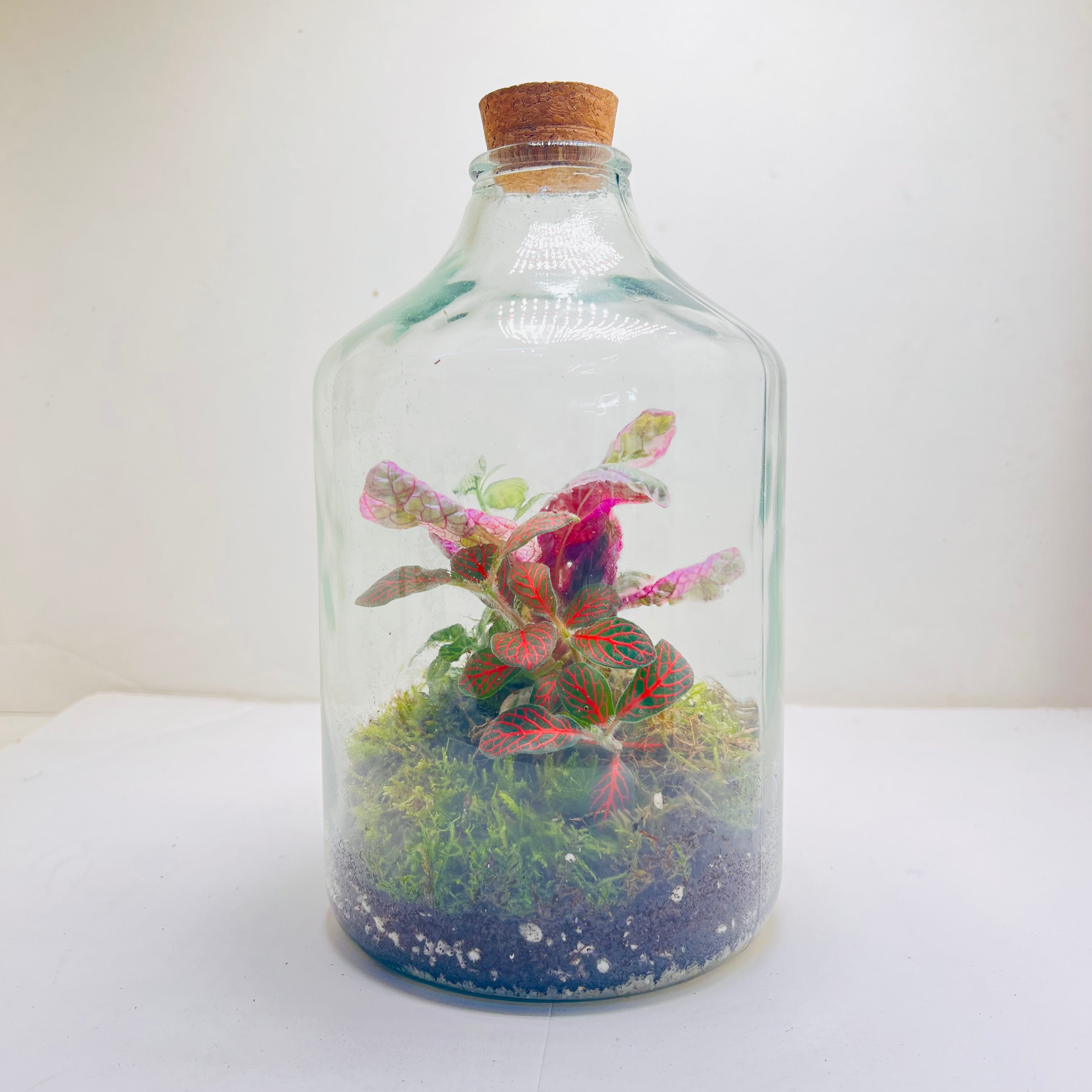 Sealed Bottle Terrarium with Colourfull Plants Self Sustaining Mini Indoor Garden