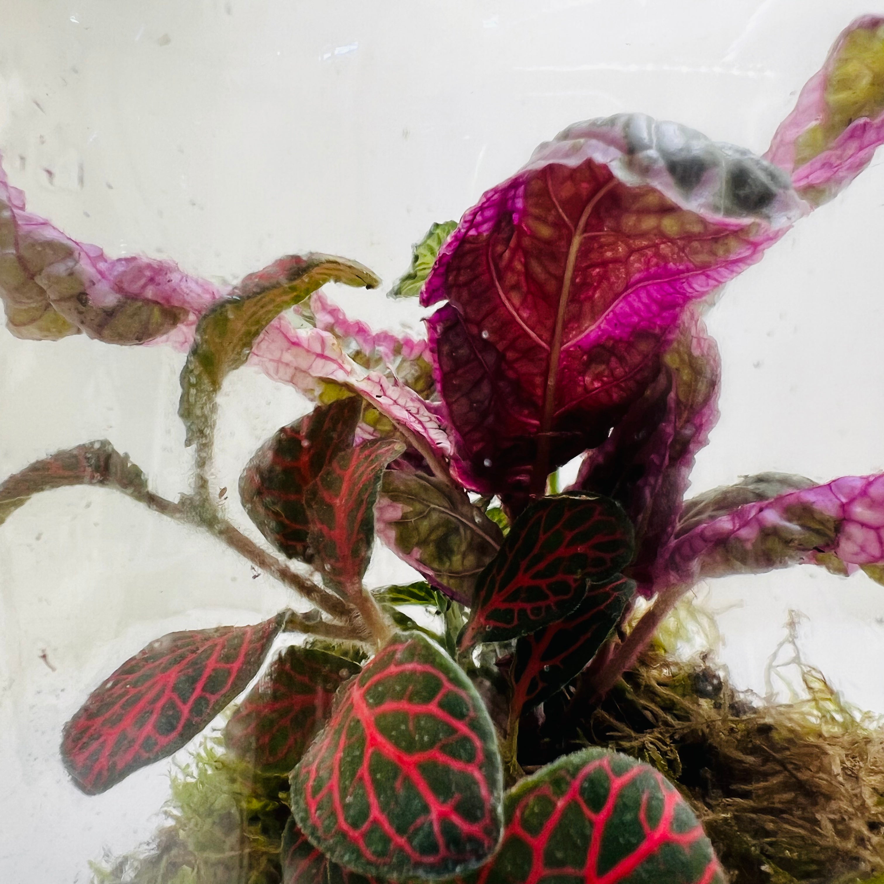 Sealed Bottle Terrarium with Colourfull Plants Self Sustaining Mini Indoor Garden