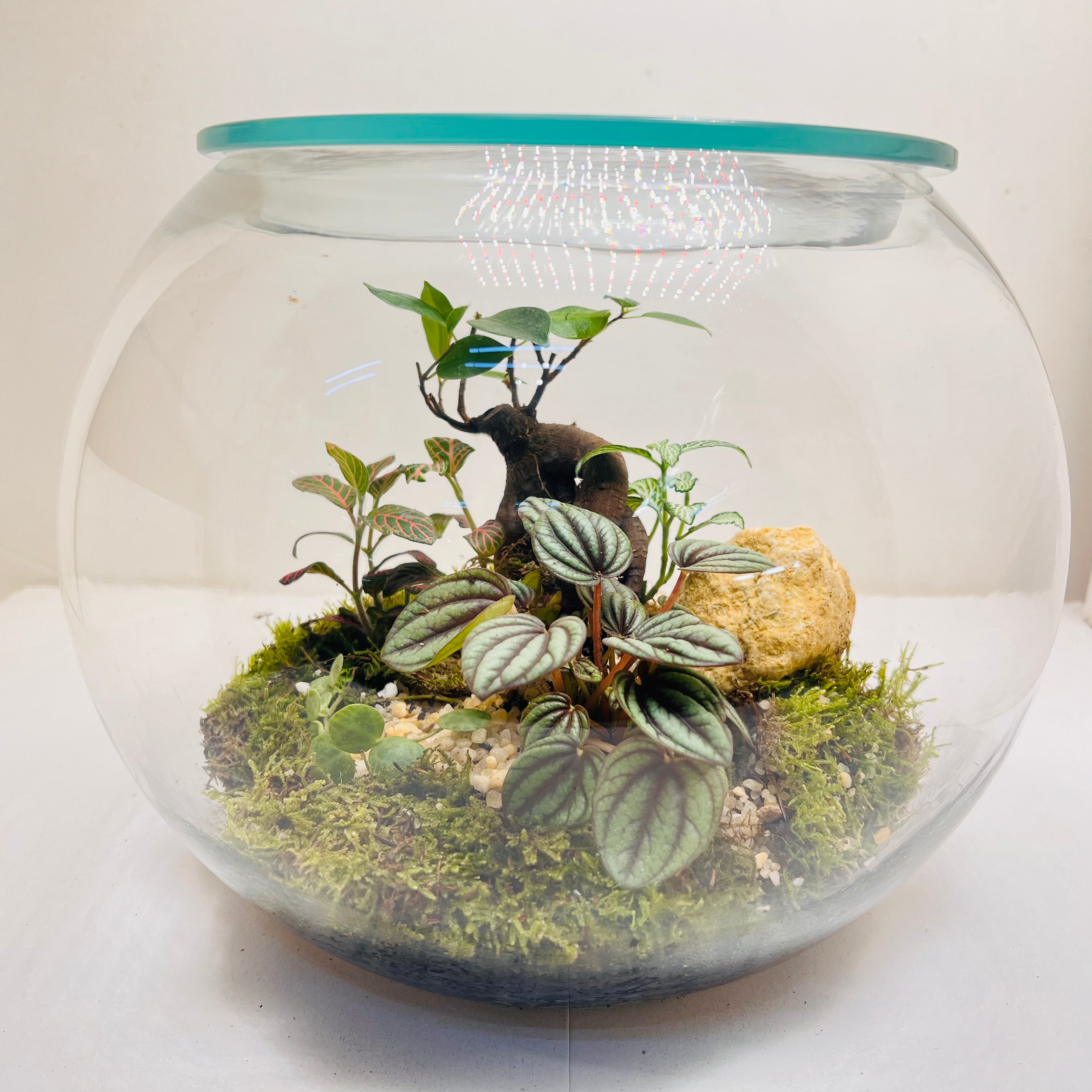 Glass Bowl Terrarium with Peperomia & Bonsai Self-Sustaining Miniature Ecosystem