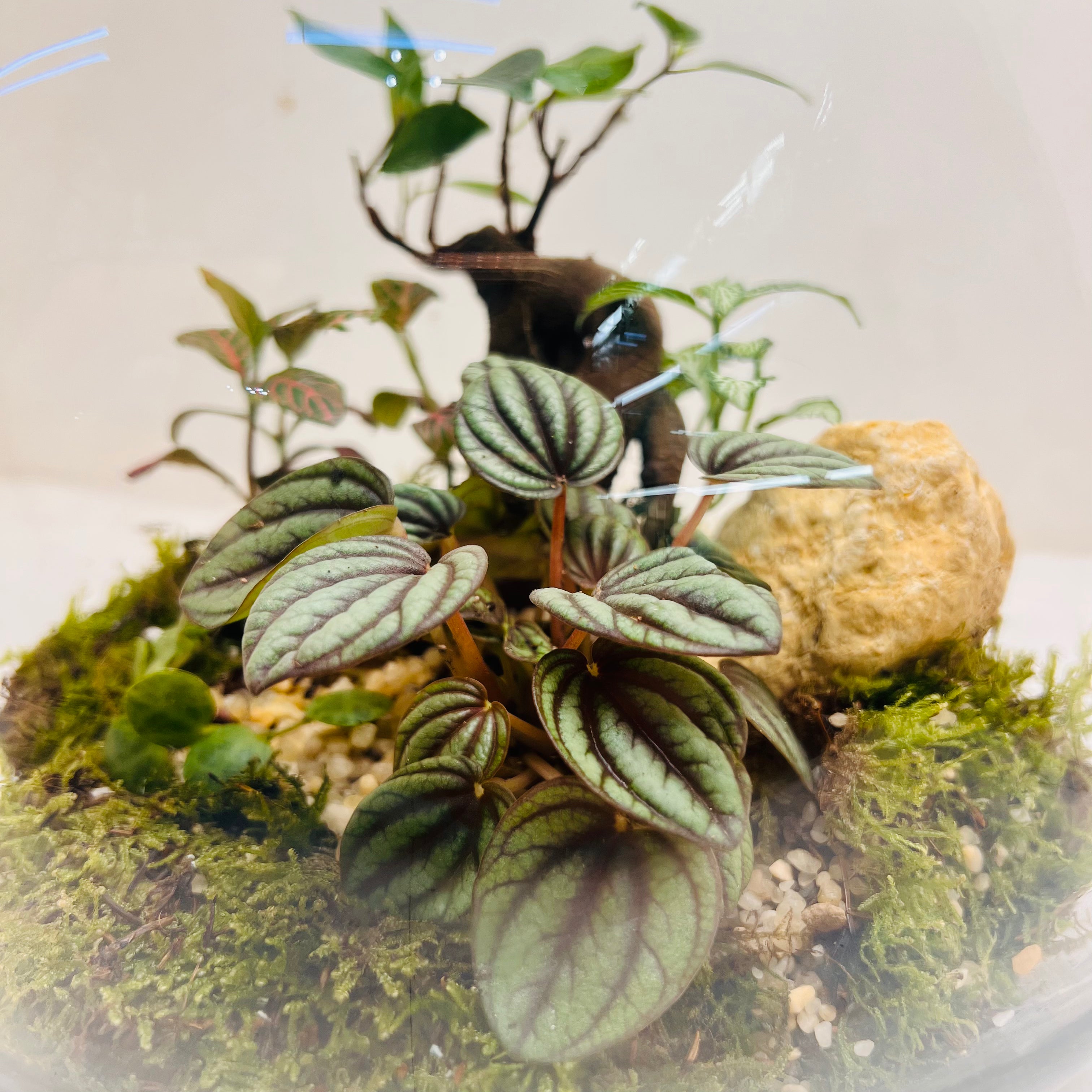 Glass Bowl Terrarium with Peperomia & Bonsai Self-Sustaining Miniature Ecosystem