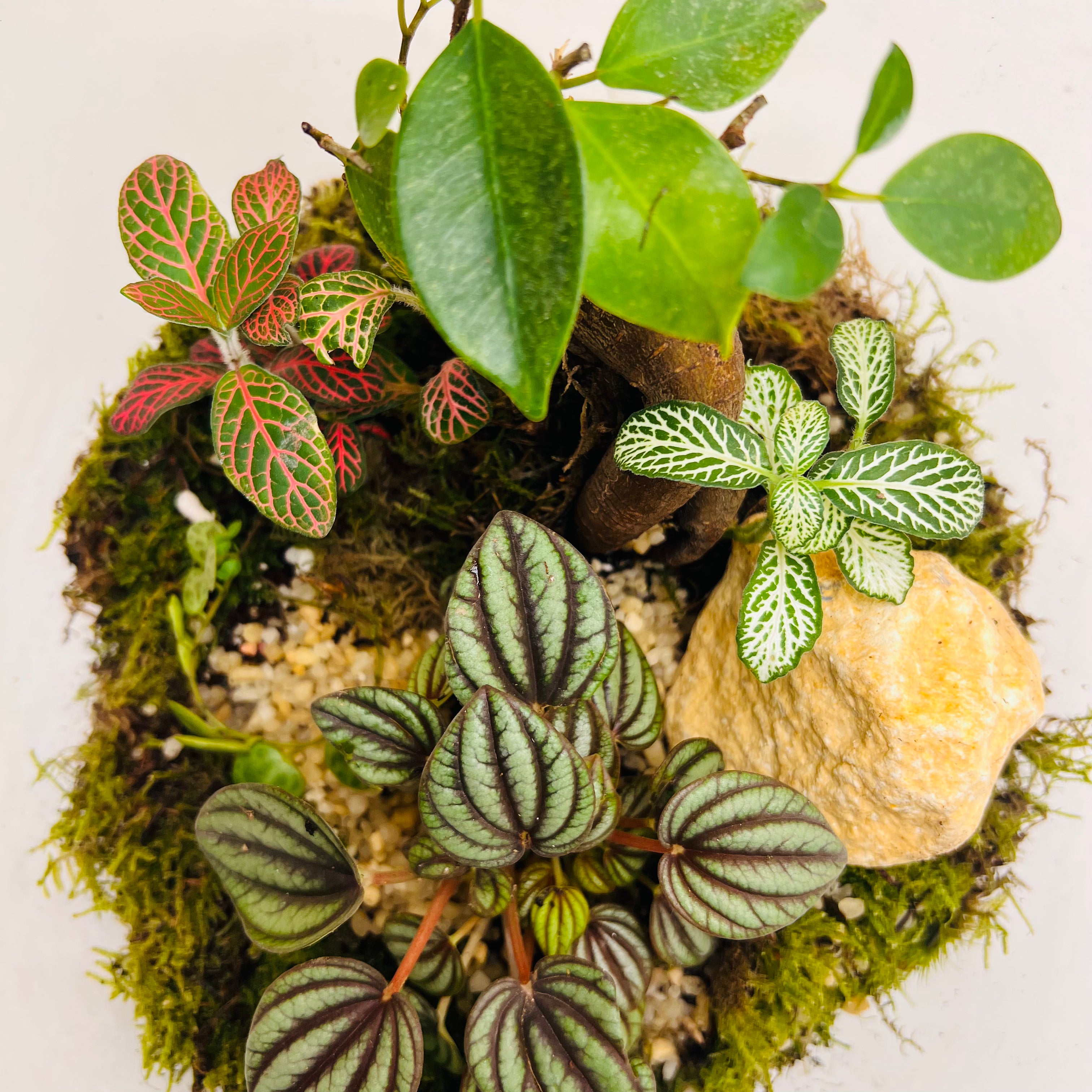 Glass Bowl Terrarium with Peperomia & Bonsai Self-Sustaining Miniature Ecosystem