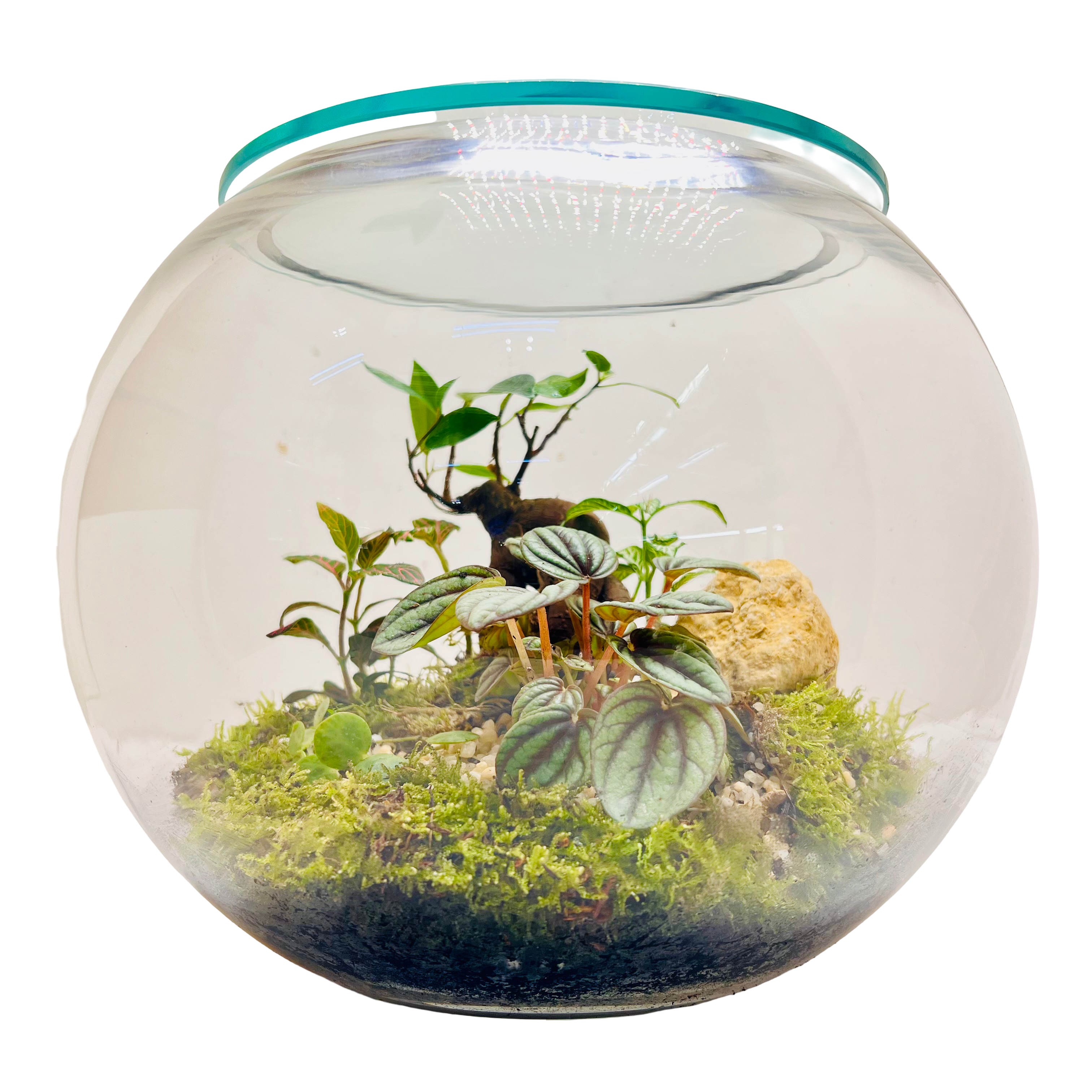 Glass Bowl Terrarium with Peperomia & Bonsai Self-Sustaining Miniature Ecosystem