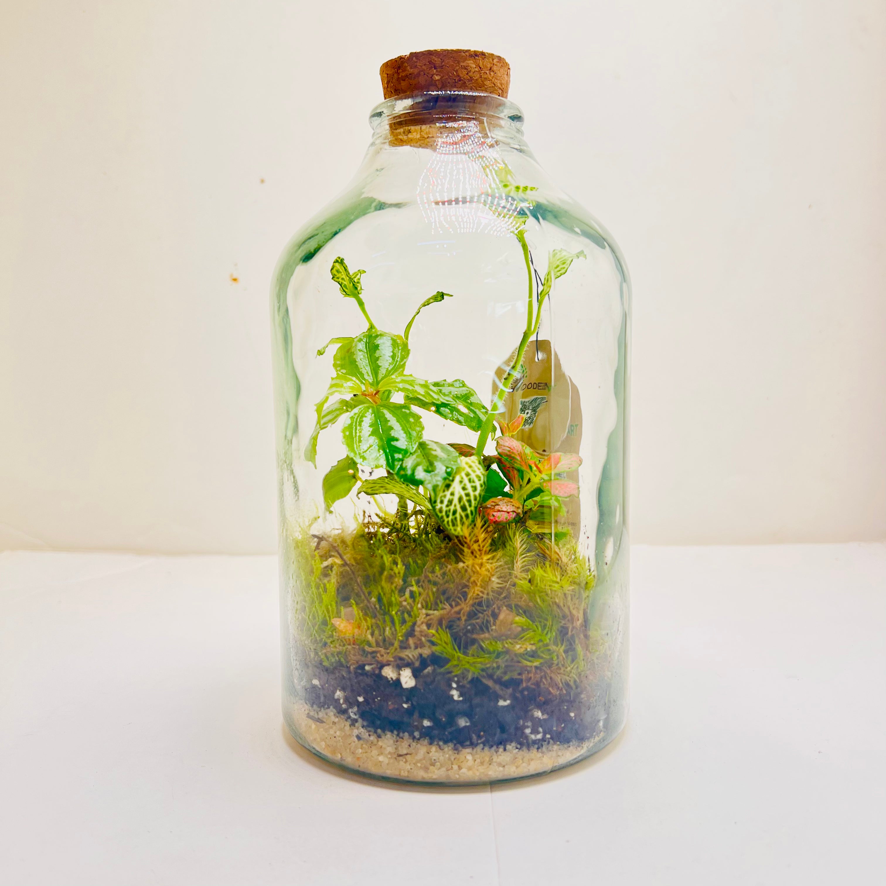 Closed Jar Terrarium with Exotic Plants & Tropical Moss Self-Sustaining Mini Ecosystem