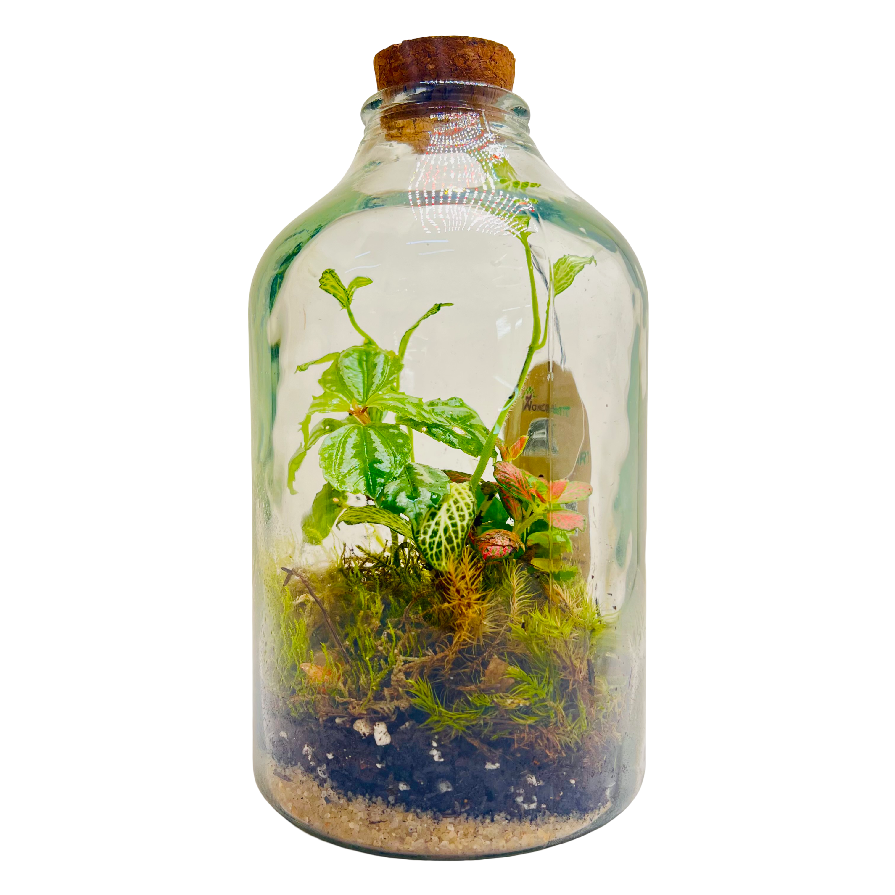Closed Jar Terrarium with Exotic Plants & Tropical Moss Self-Sustaining Mini Ecosystem