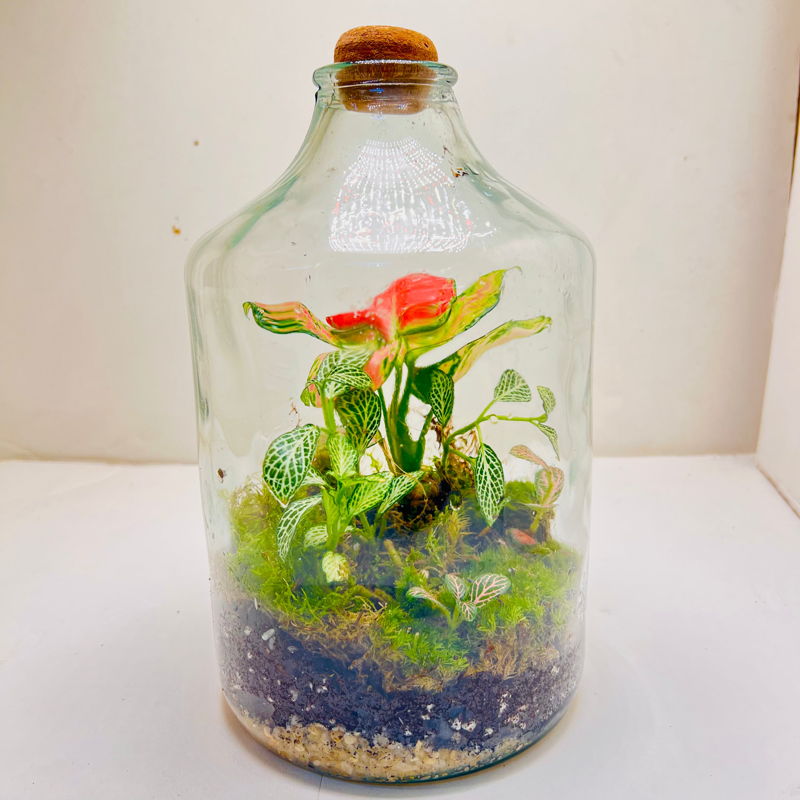 Elegant Closed Jar Terrarium with Colorfull Fittonia Handcrafted by Wooden Art Gifts LLC