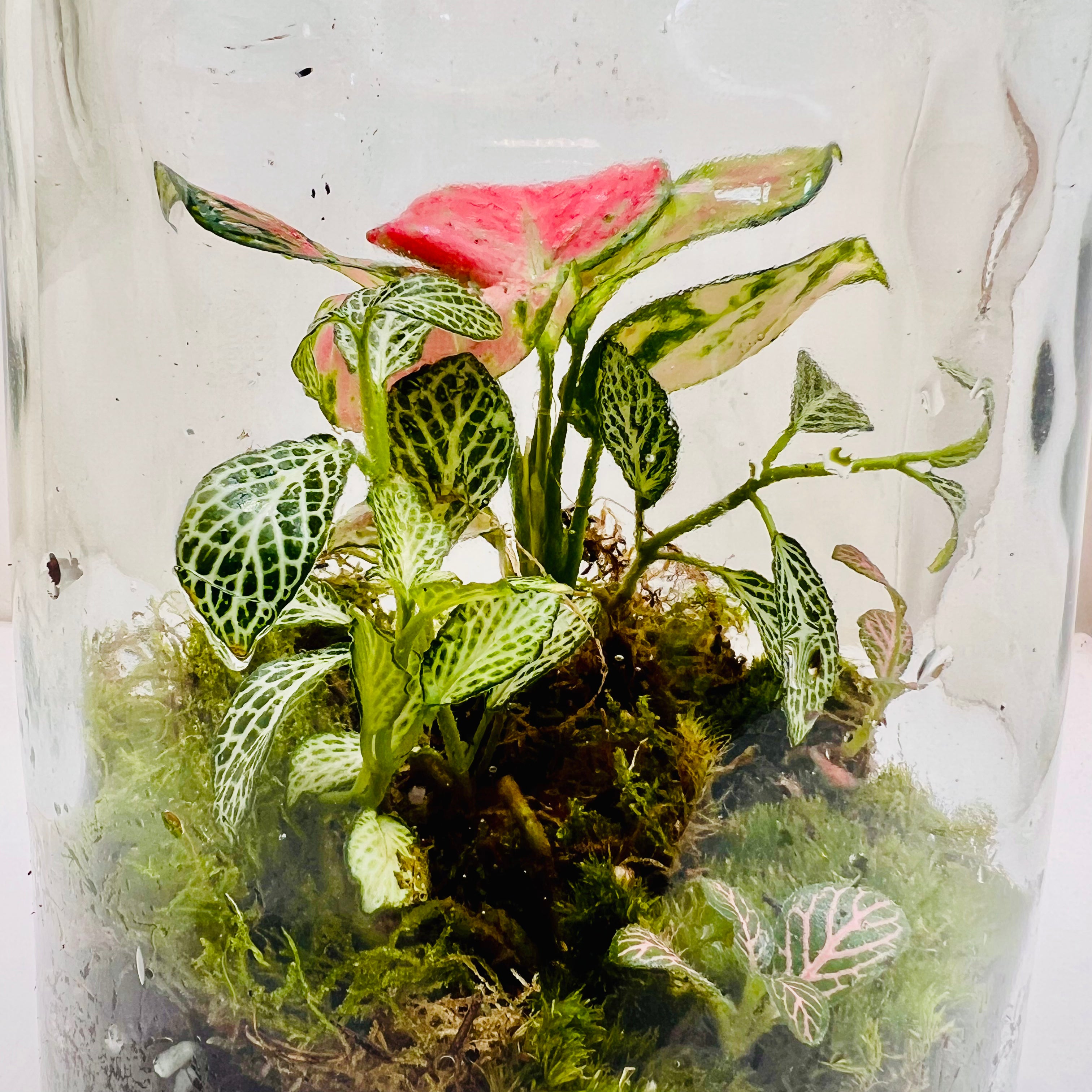 Elegant Closed Jar Terrarium with Colorfull Fittonia Handcrafted by Wooden Art Gifts LLC