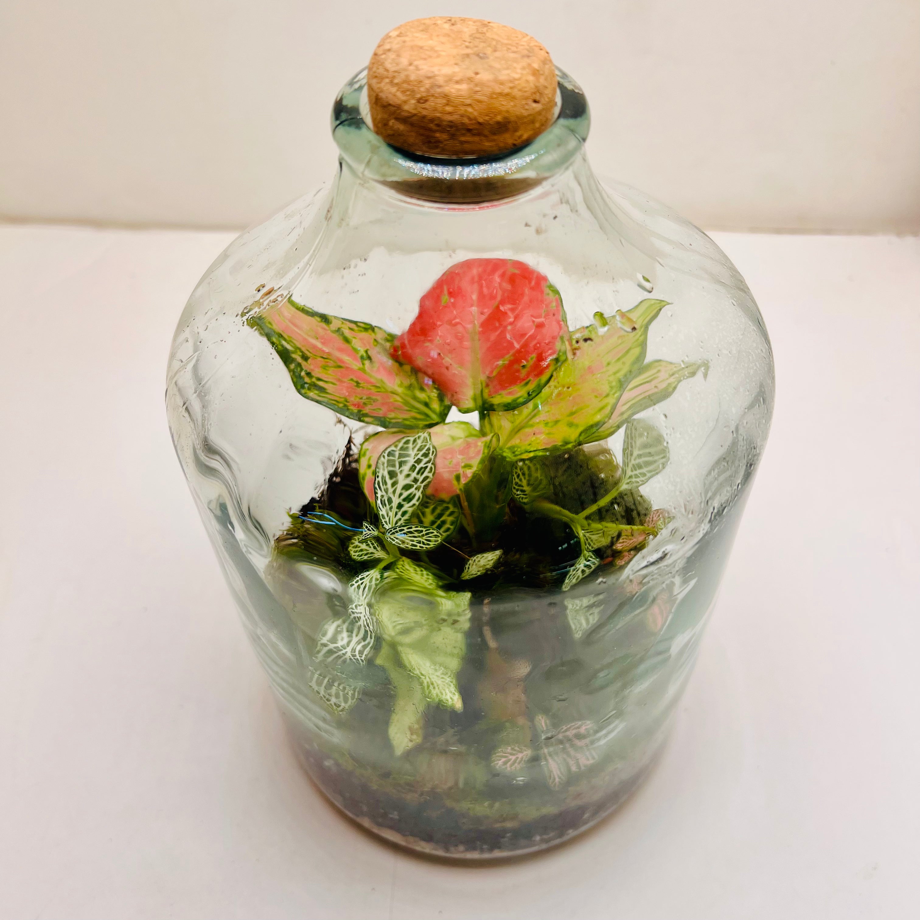 Elegant Closed Jar Terrarium with Colorfull Fittonia Handcrafted by Wooden Art Gifts LLC