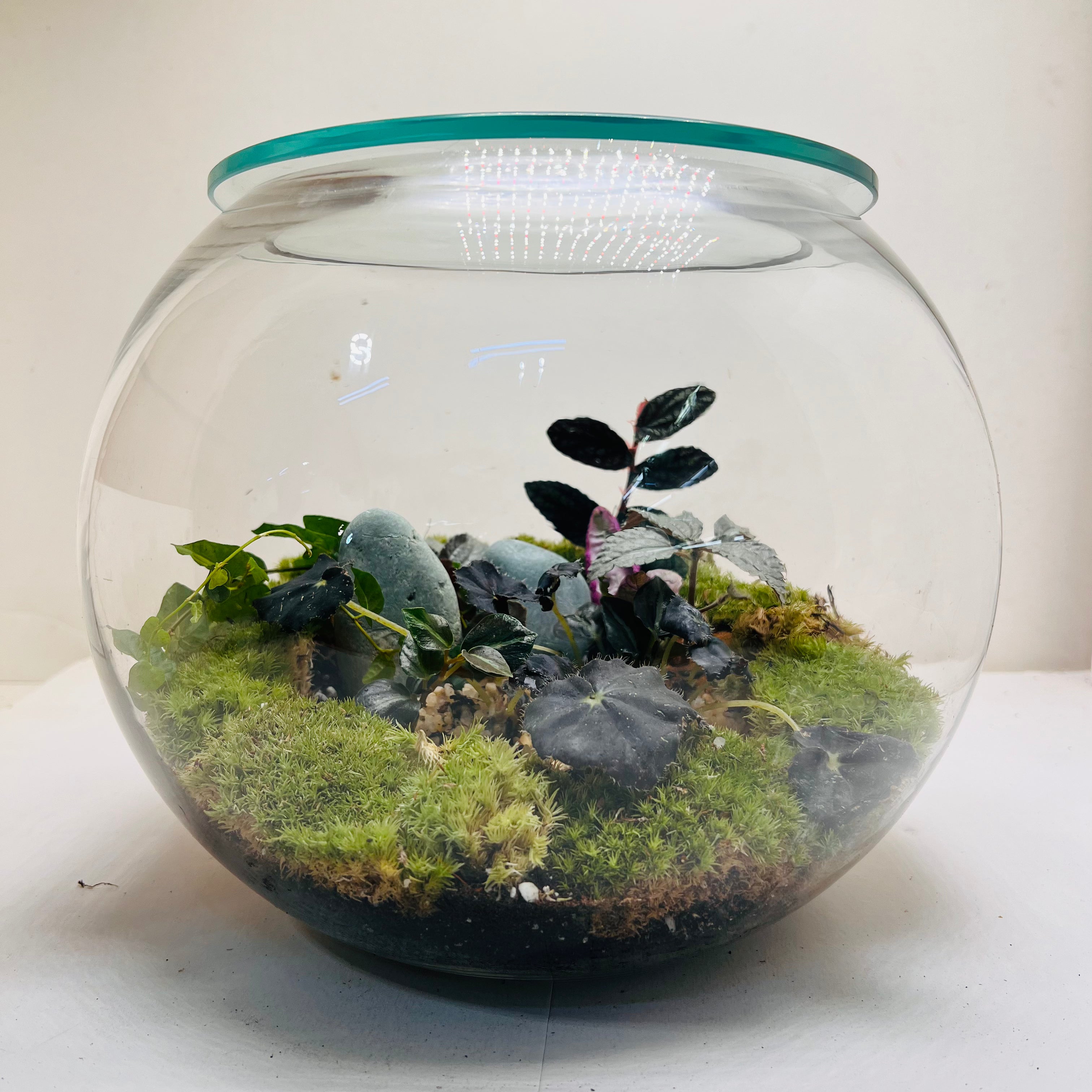 Midnight Moss Forest Bowl Terrarium A Miniature World of Calm & Luxury
