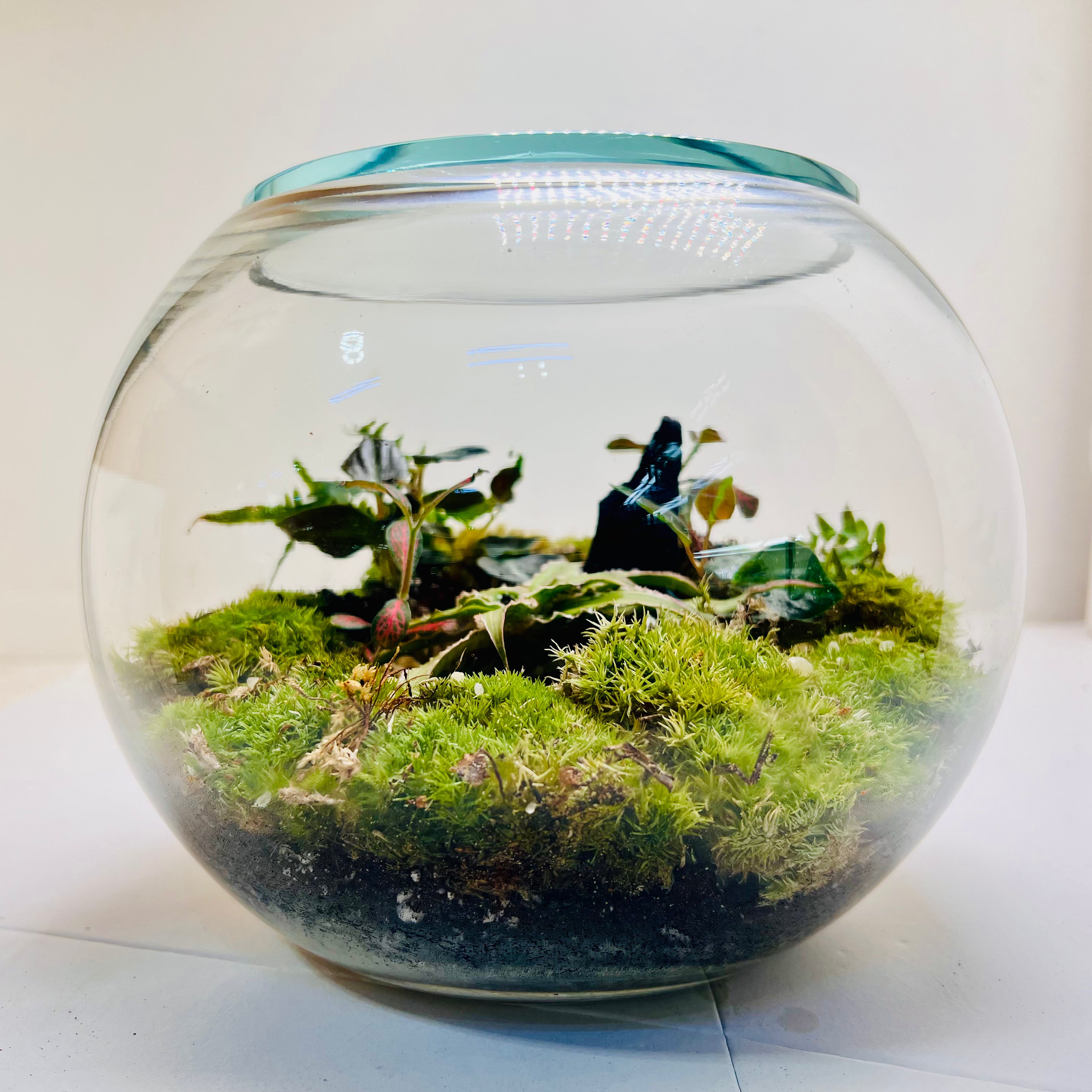 Premium Moss Bowl Terrarium with Fittonia & Tropical Greenery – Handcrafted Natural Mini Ecosystem”