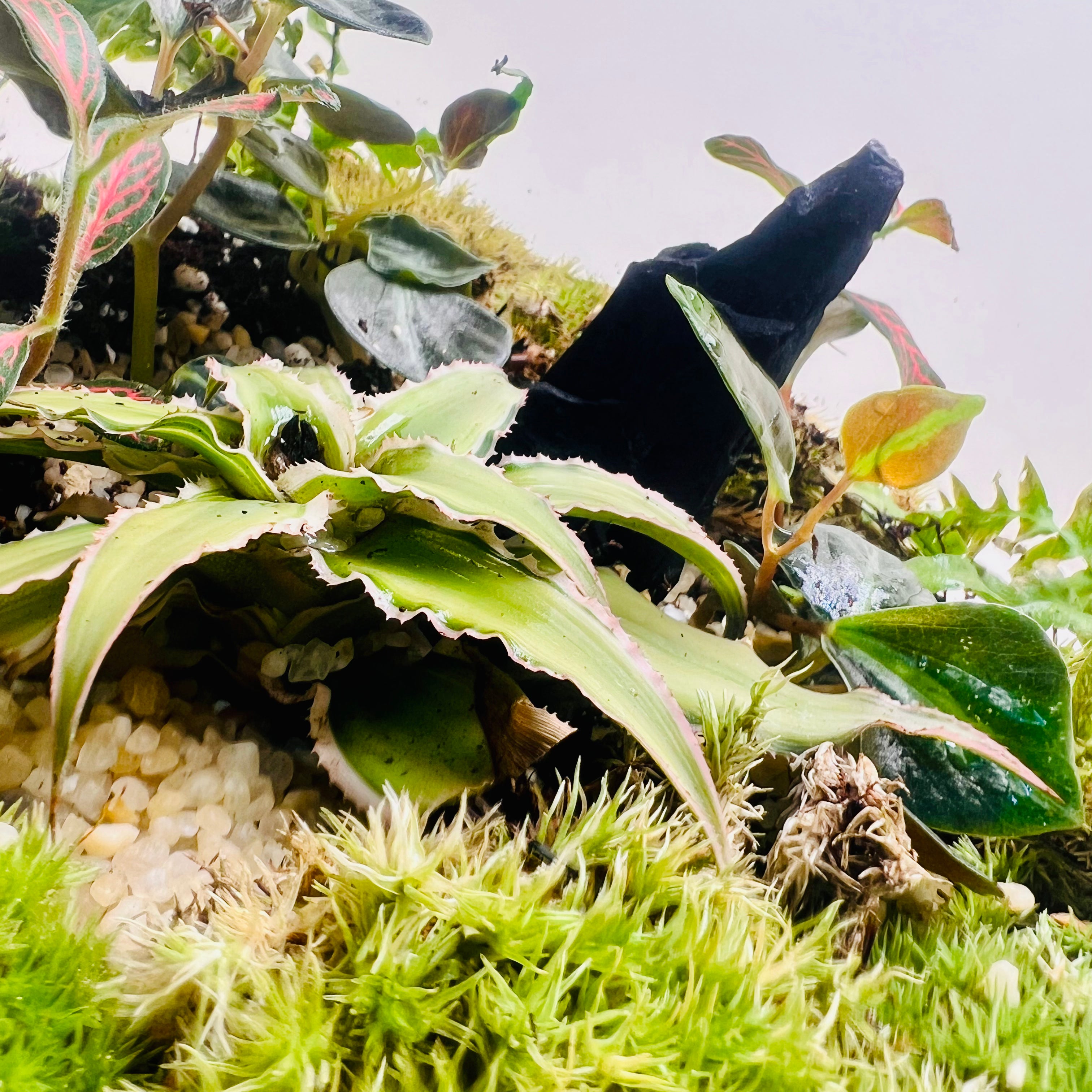 Premium Moss Bowl Terrarium with Fittonia & Tropical Greenery – Handcrafted Natural Mini Ecosystem”