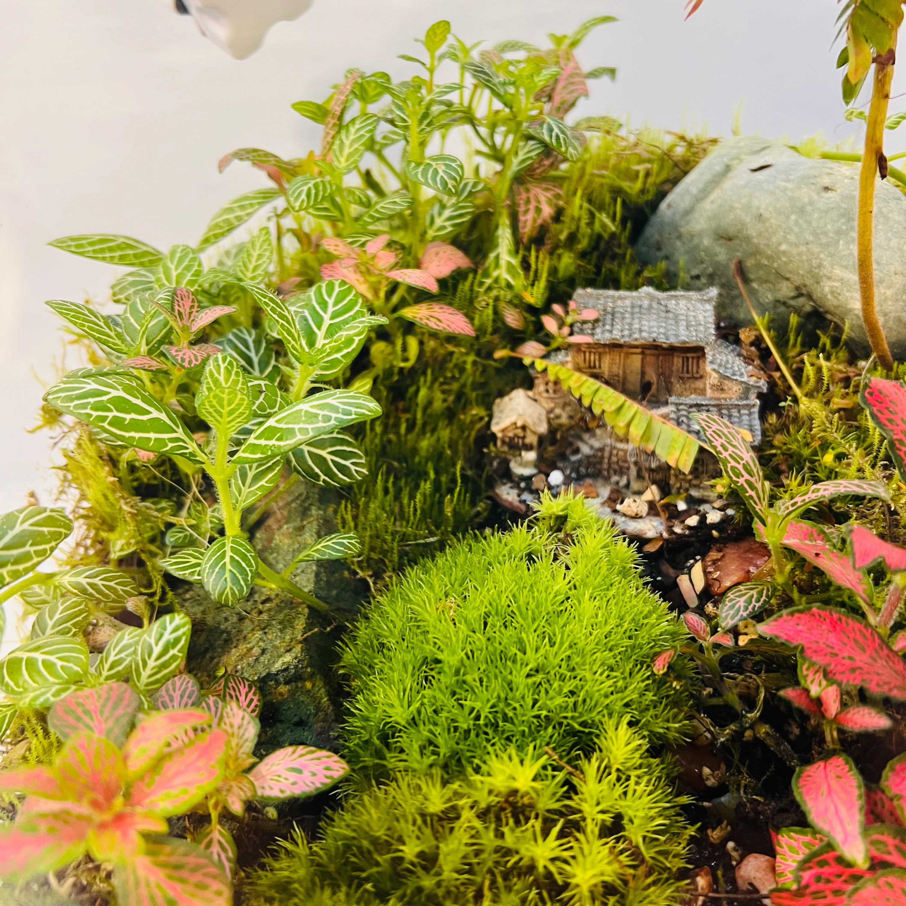 Jungle inside the Glass Bowl Terrarium Handcrafted Mini Garden with Moss, Fittonia & Red House Décor height 32cm width 30 cm