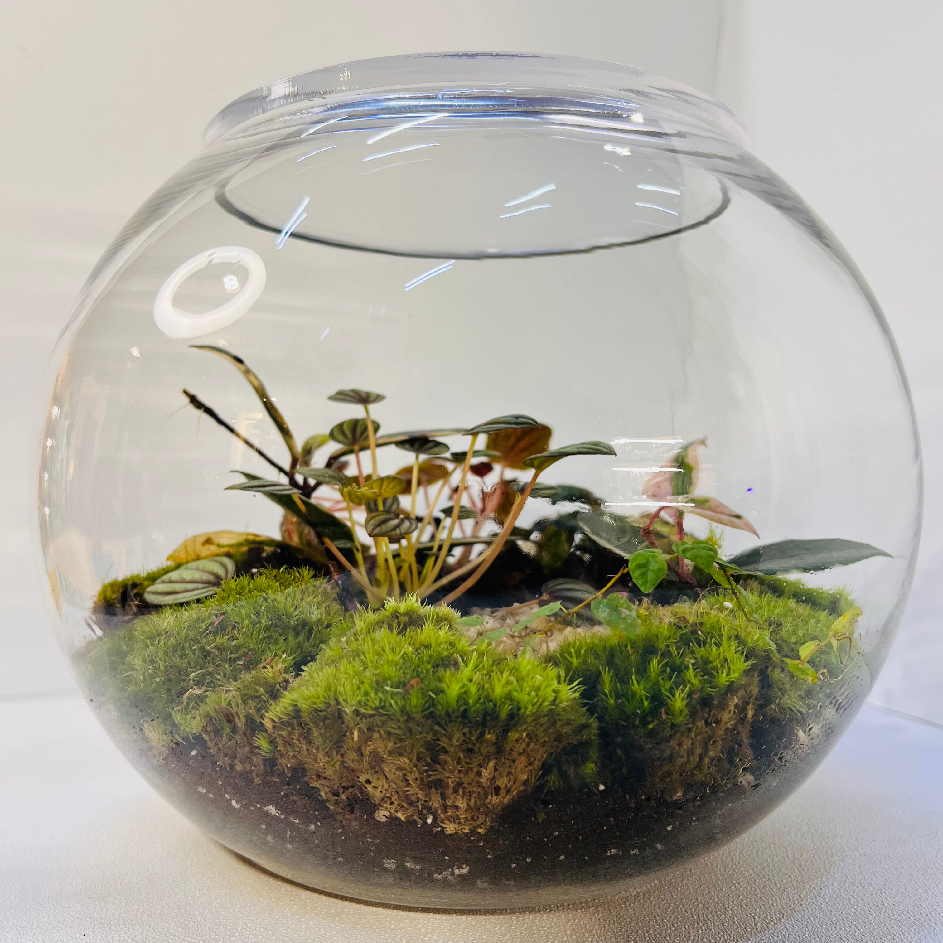 Glass Bowl Terrarium with Peperomia & Moss Self-Sustaining Miniature Ecosystem