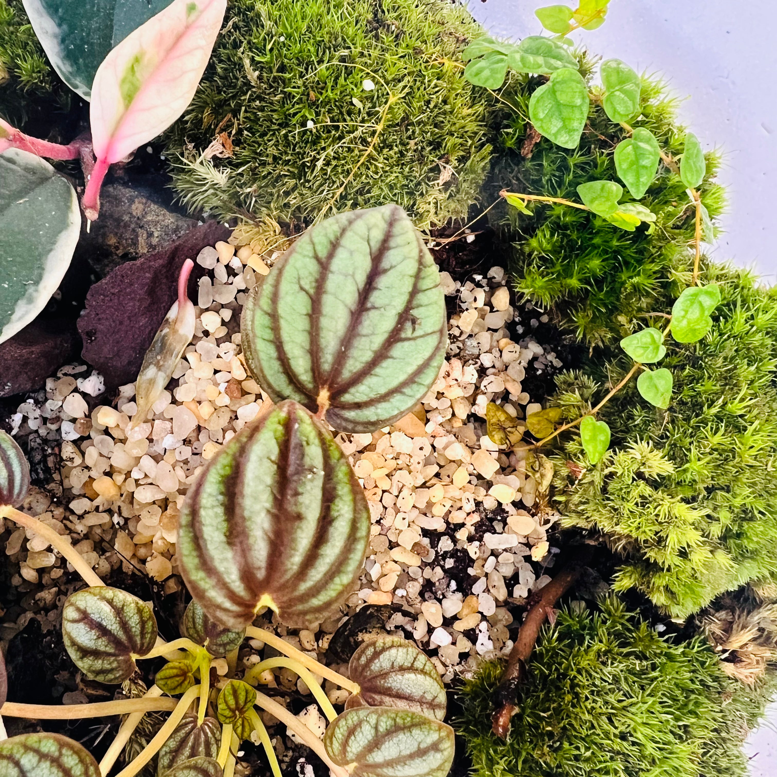 Glass Bowl Terrarium with Peperomia & Moss Self-Sustaining Miniature Ecosystem