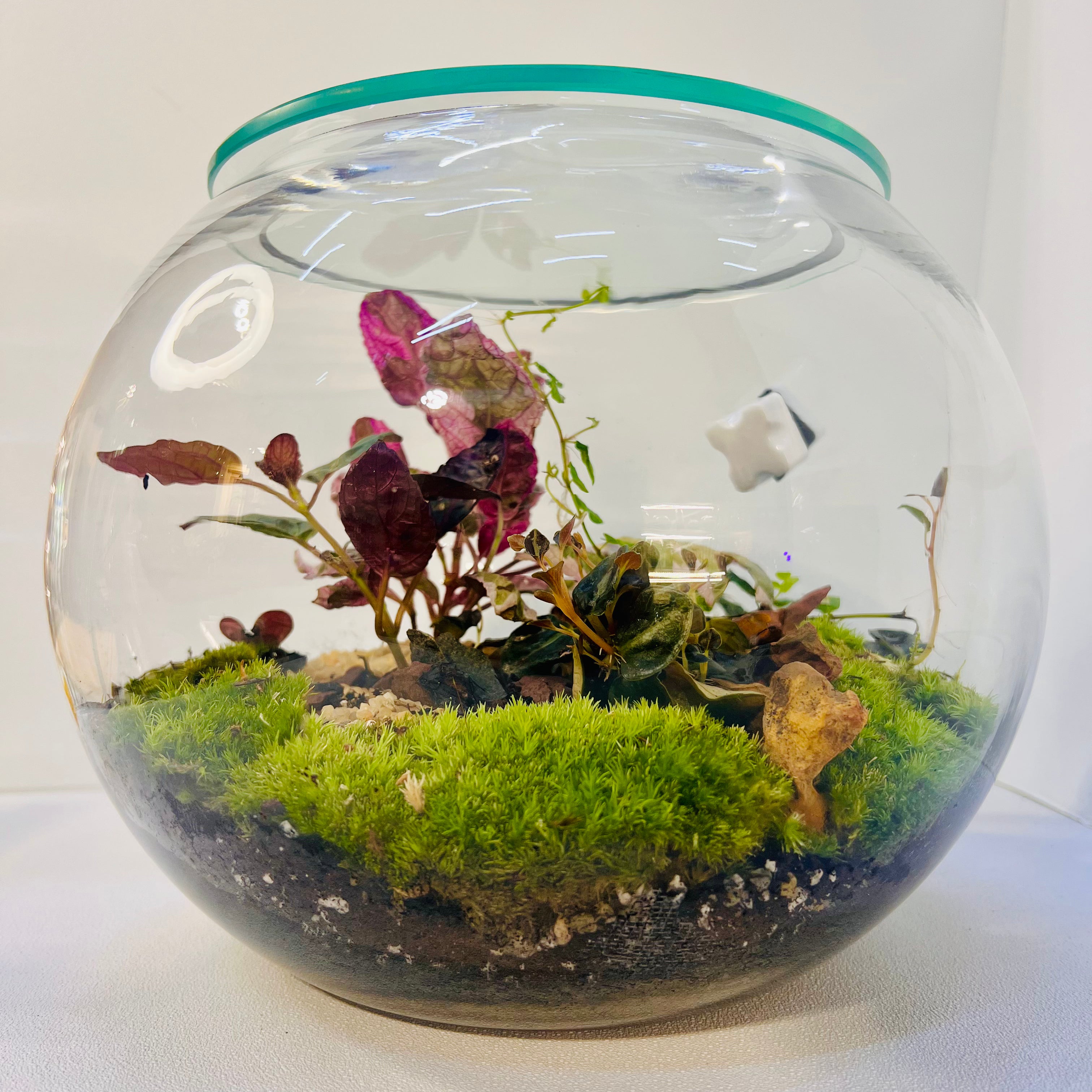 Natural Glass Ecosystem Terrarium with plants & Tropical Greenery |Hieght : 25cm Width : 25cm
