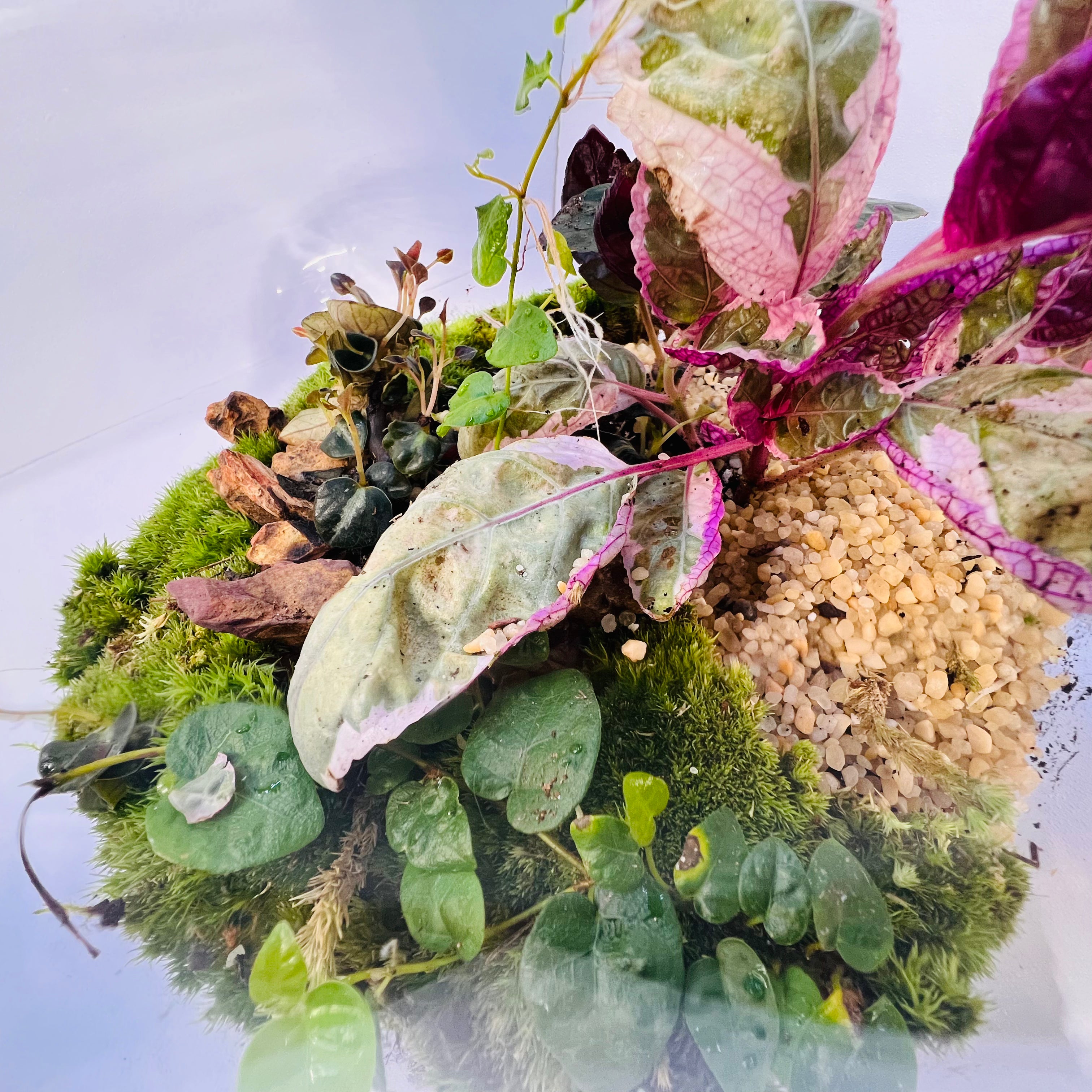 Natural Glass Ecosystem Terrarium with plants & Tropical Greenery |Hieght : 25cm Width : 25cm