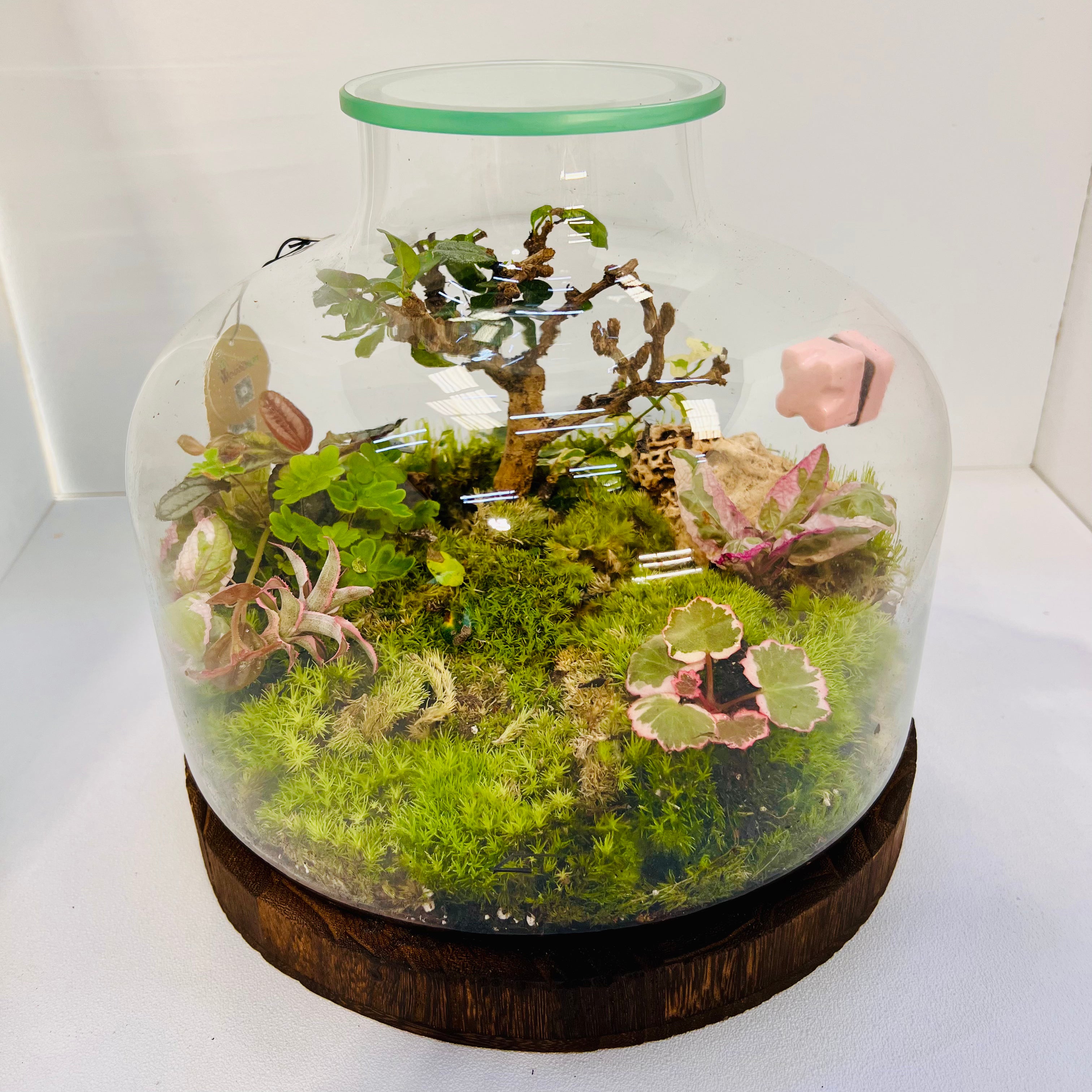 Nature In A Dome Handcrafted Mini Jungel Terrariume Height: 30cmWidth: 25cm