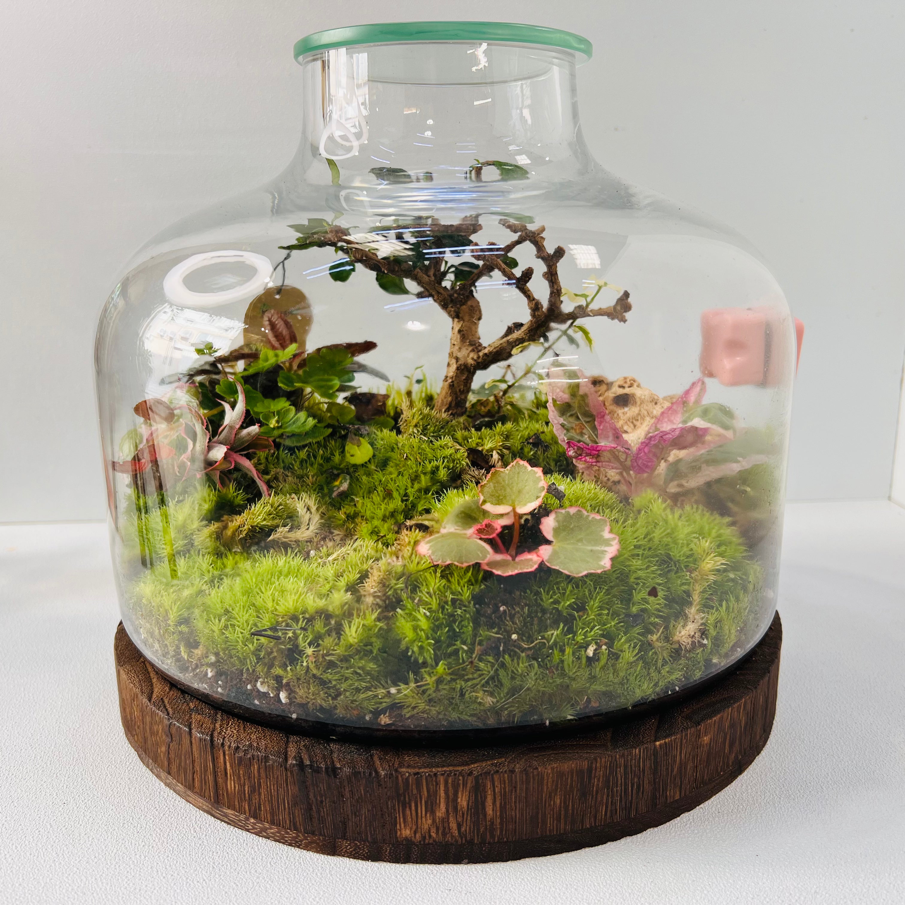 Nature In A Dome Handcrafted Mini Jungel Terrariume Height: 30cmWidth: 25cm