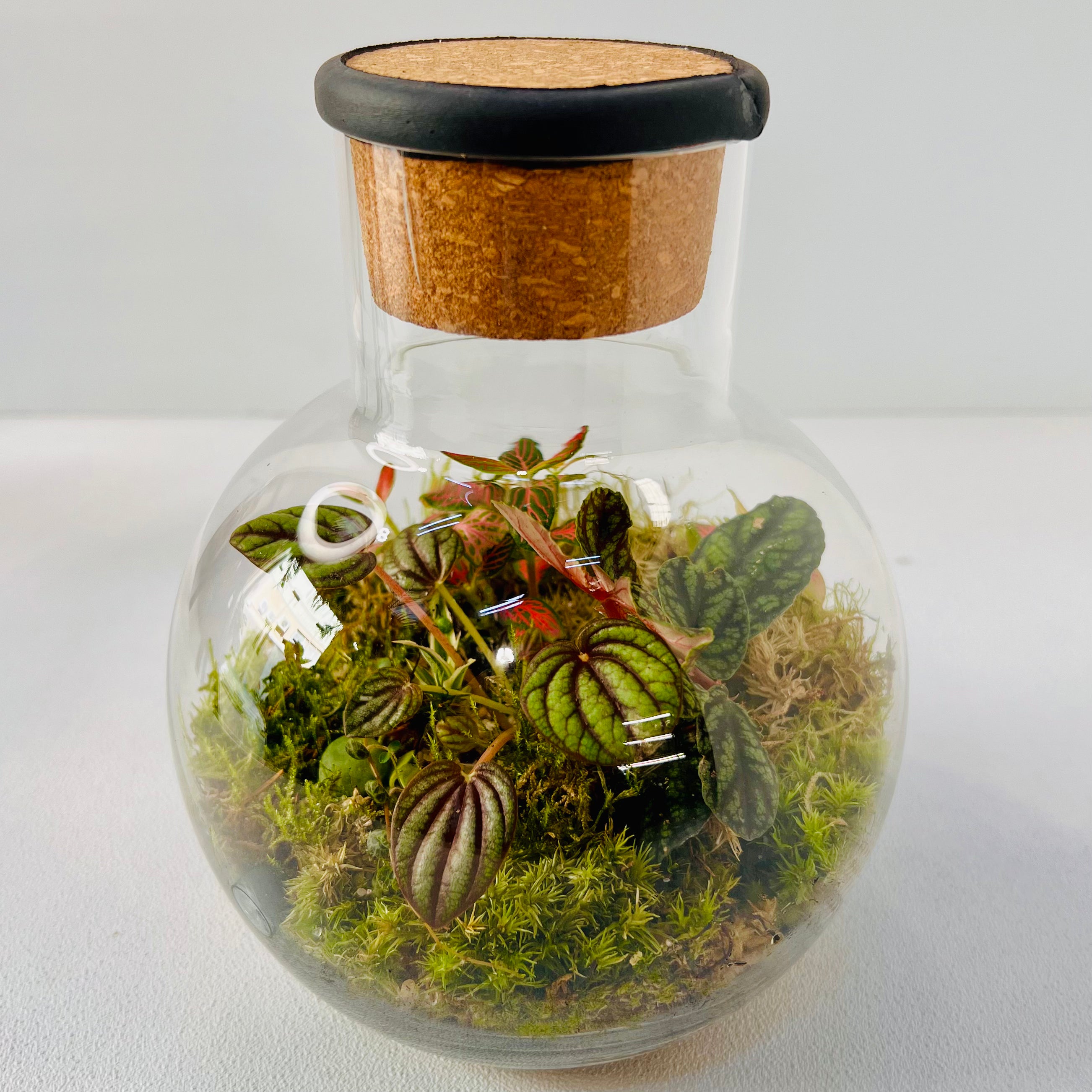 Glass Terrarium A Miniature Green World in A Mini Jar Hieght 25cm Width 17cm