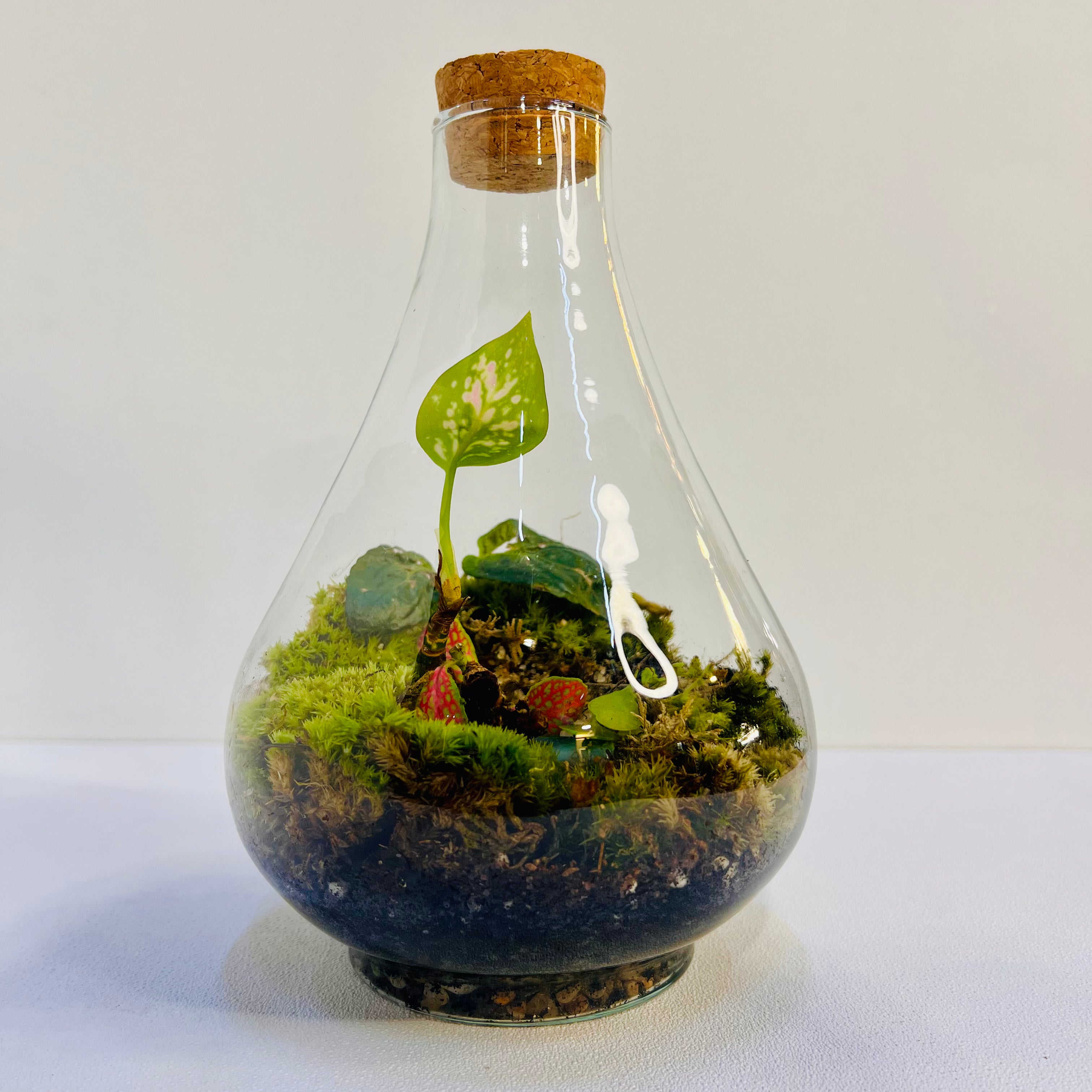 Bottle Terrarium with The Glass Mini Garden with Red & Green Fittonia |