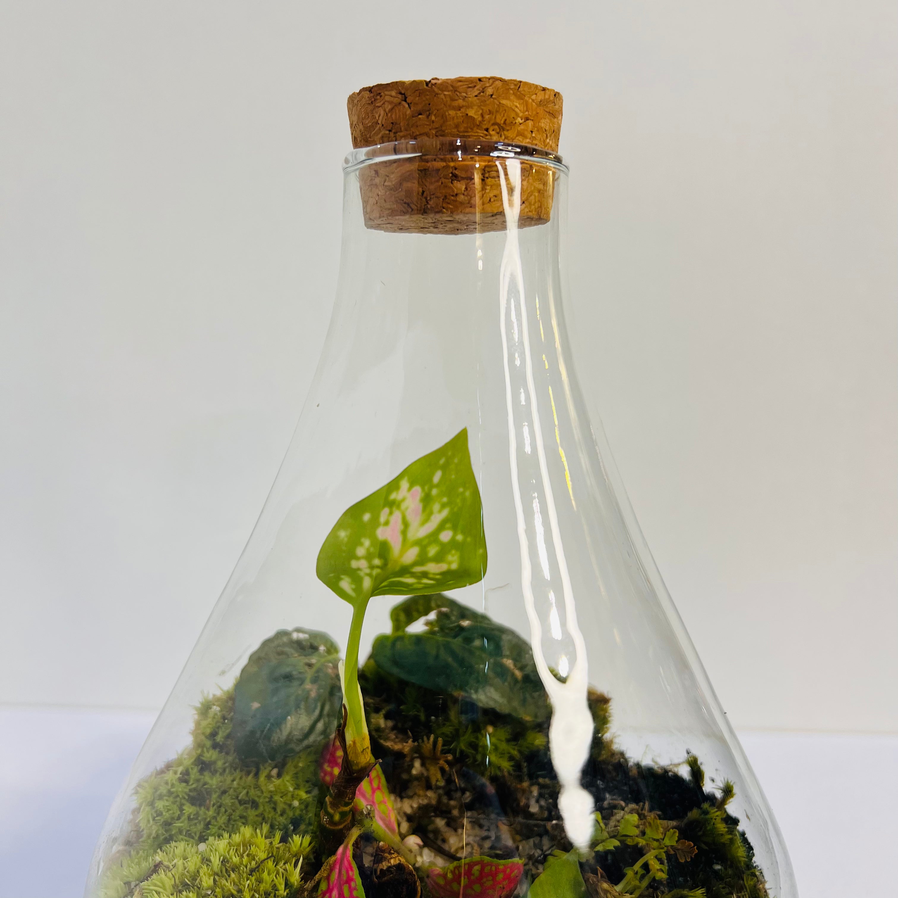Bottle Terrarium with The Glass Mini Garden with Red & Green Fittonia |