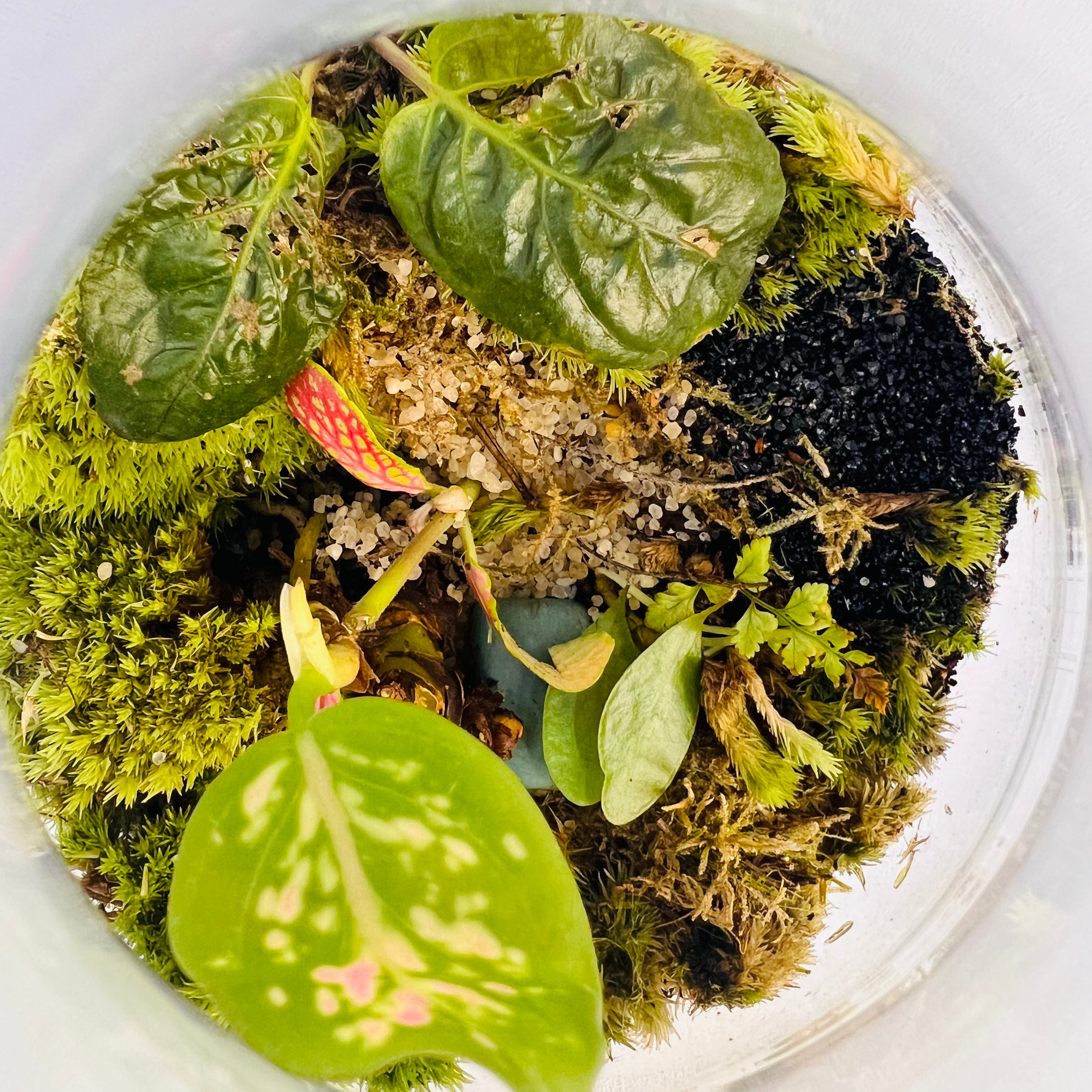 Bottle Terrarium with The Glass Mini Garden with Red & Green Fittonia |