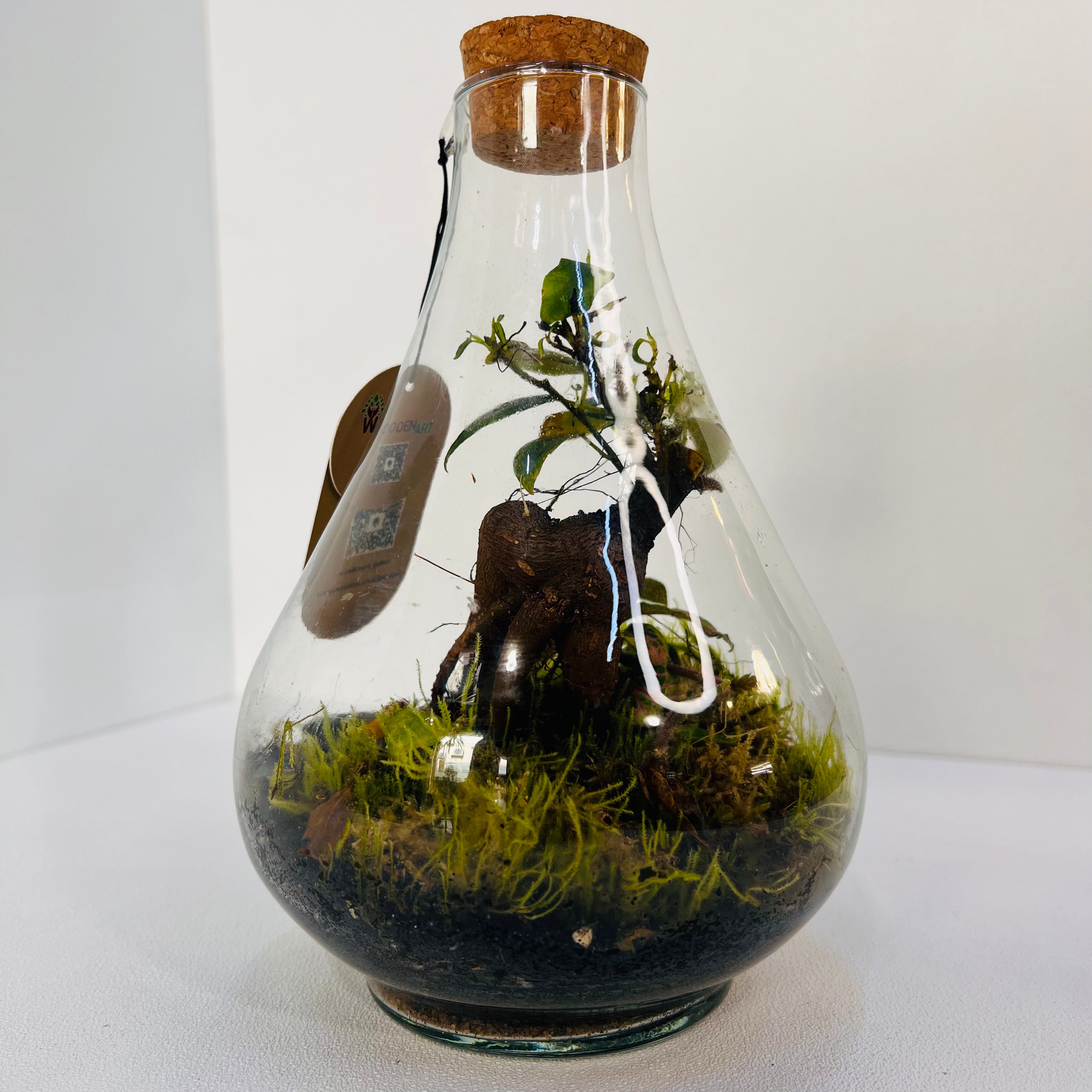 Jar Shaped Terrarium Bonsai Plant & Moss Arrangement inside the Globe Glass