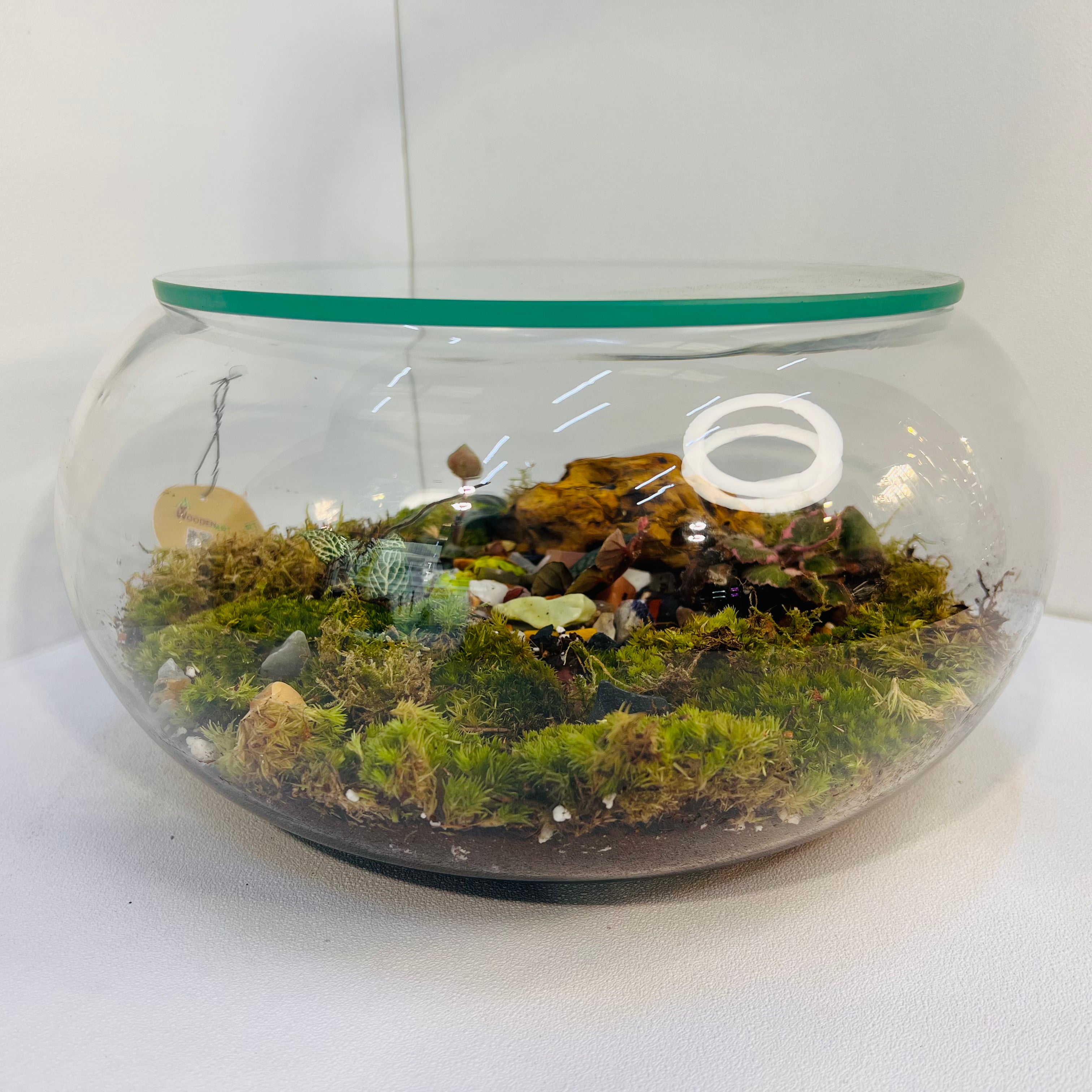 Modern Glass Terrarium Vase 28 cm Wide x 18 cm High Decorative Plant Container for Indoor Plants & Succulent