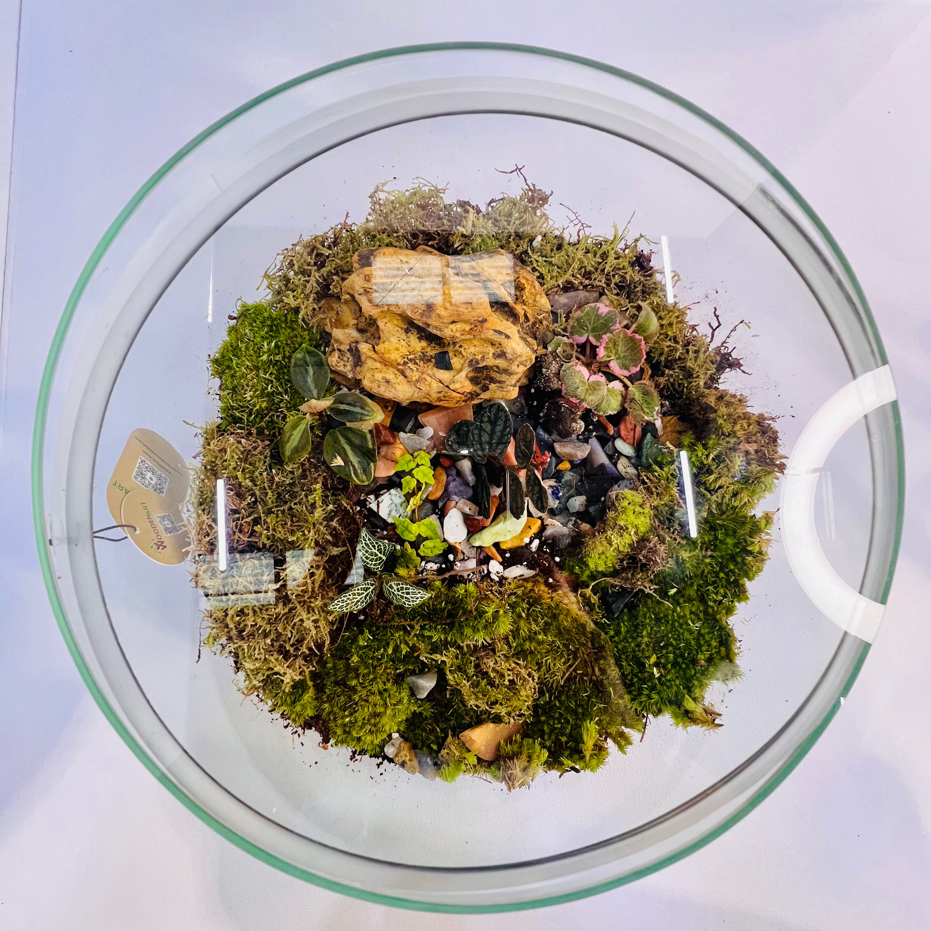 Modern Glass Terrarium Vase 28 cm Wide x 18 cm High Decorative Plant Container for Indoor Plants & Succulent