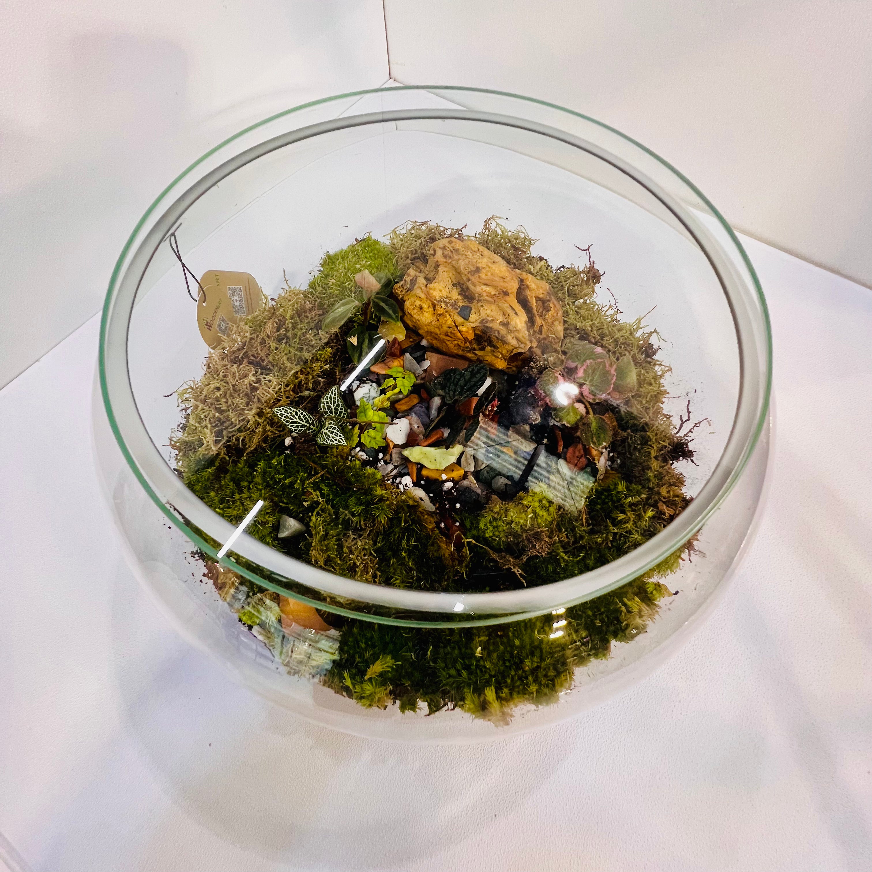 Modern Glass Terrarium Vase 28 cm Wide x 18 cm High Decorative Plant Container for Indoor Plants & Succulent