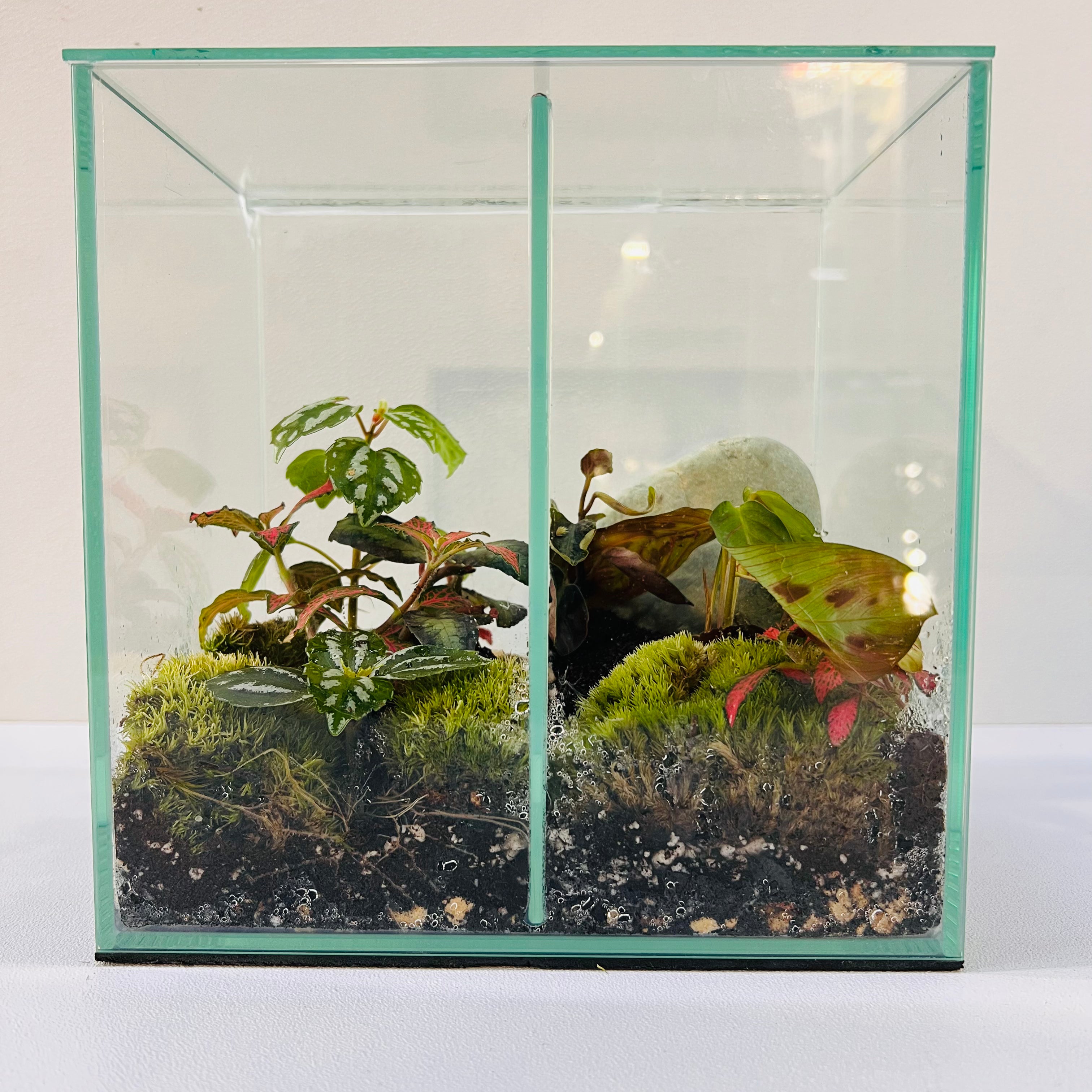 A Minimal Glass Terrarium With Dual Ecosyst Hieght : 20CM Width 20CM