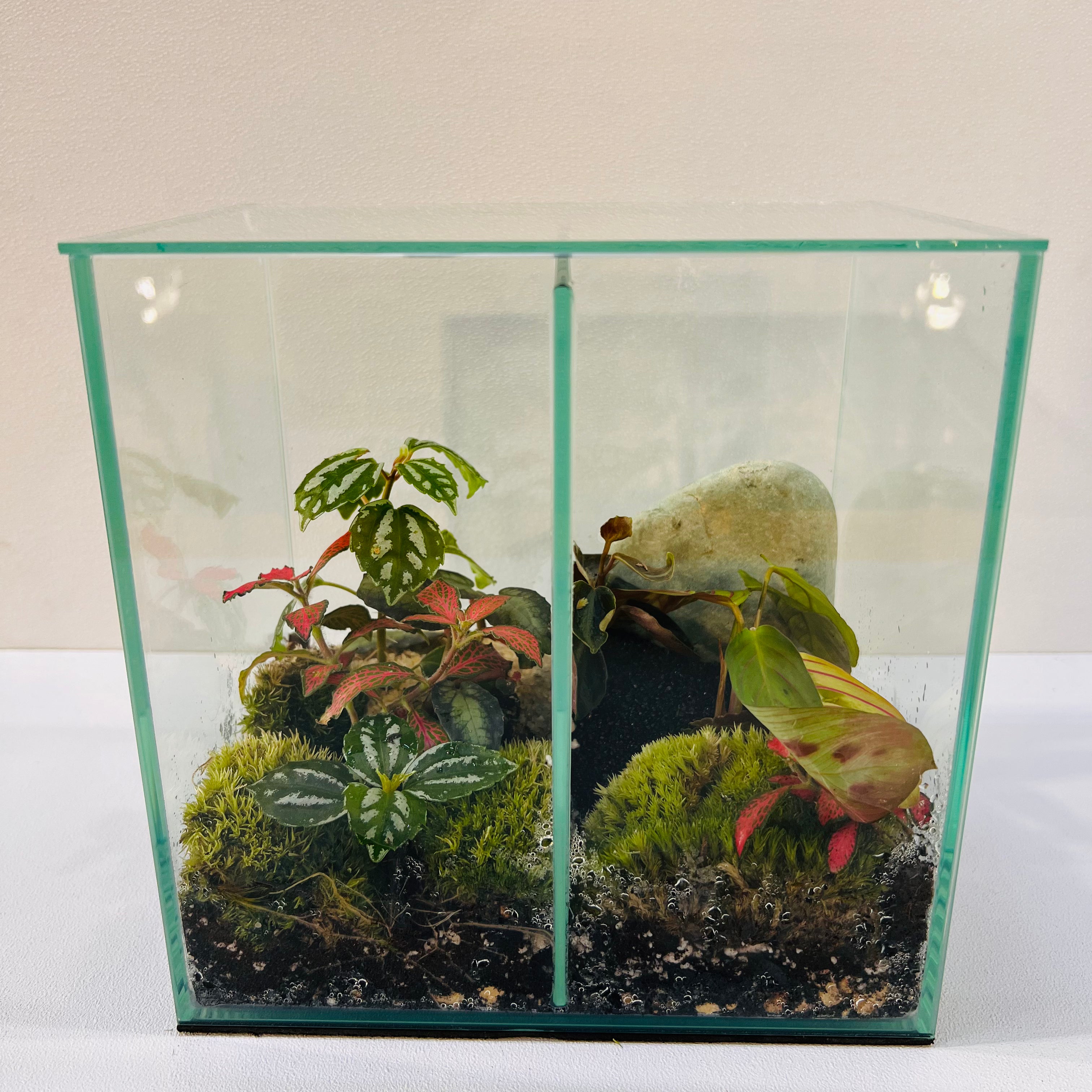 A Minimal Glass Terrarium With Dual Ecosyst Hieght : 20CM Width 20CM