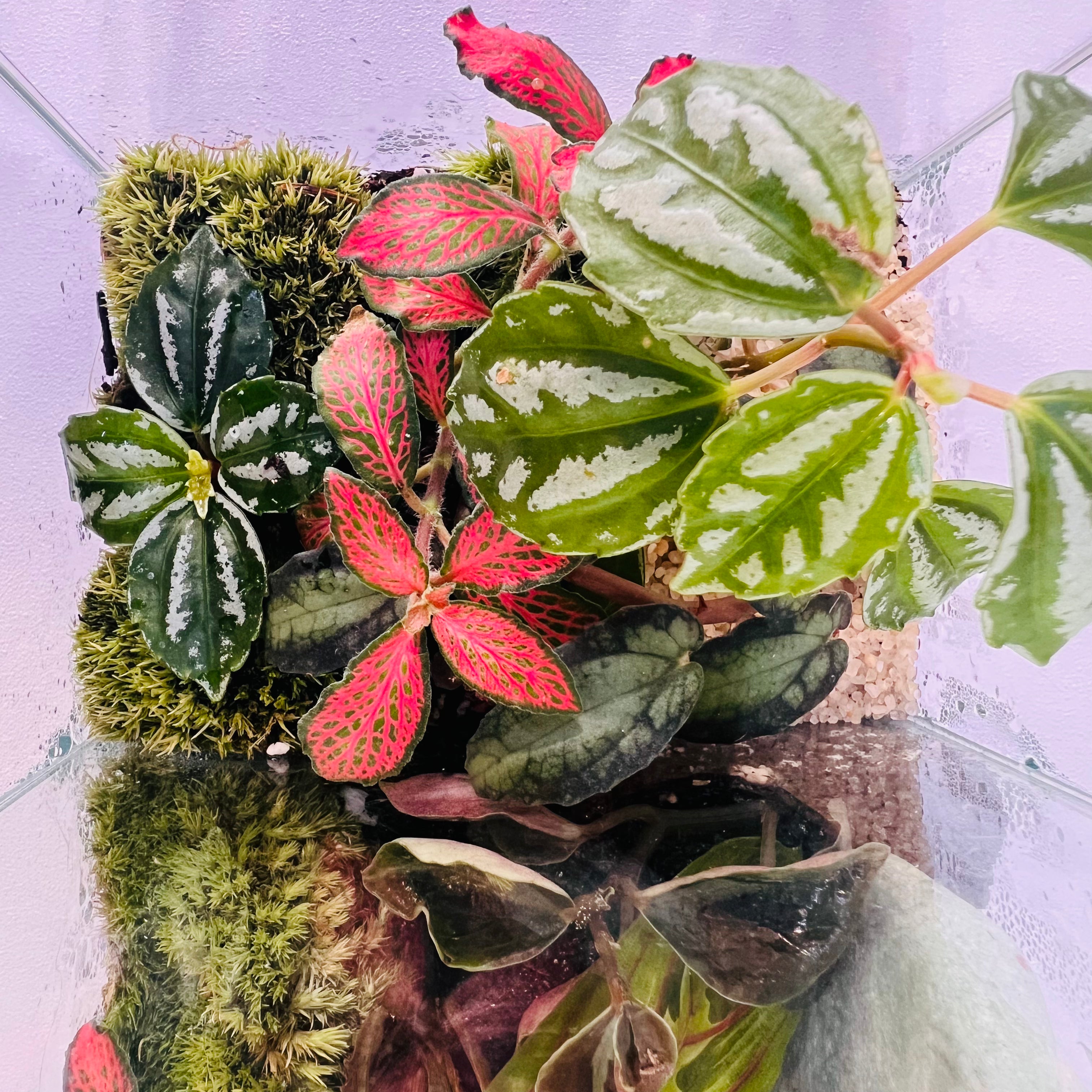 A Minimal Glass Terrarium With Dual Ecosyst Hieght : 20CM Width 20CM