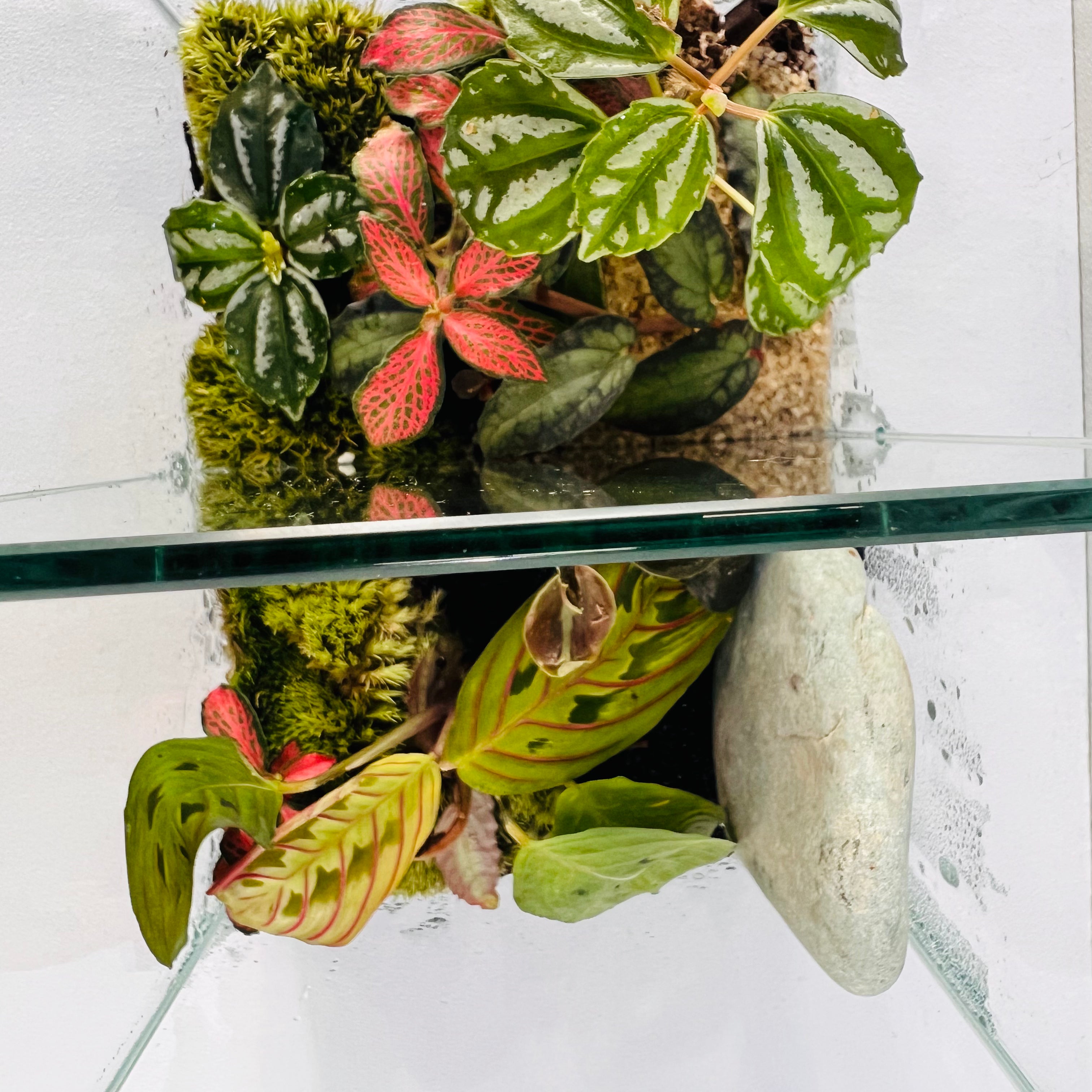 A Minimal Glass Terrarium With Dual Ecosyst Hieght : 20CM Width 20CM