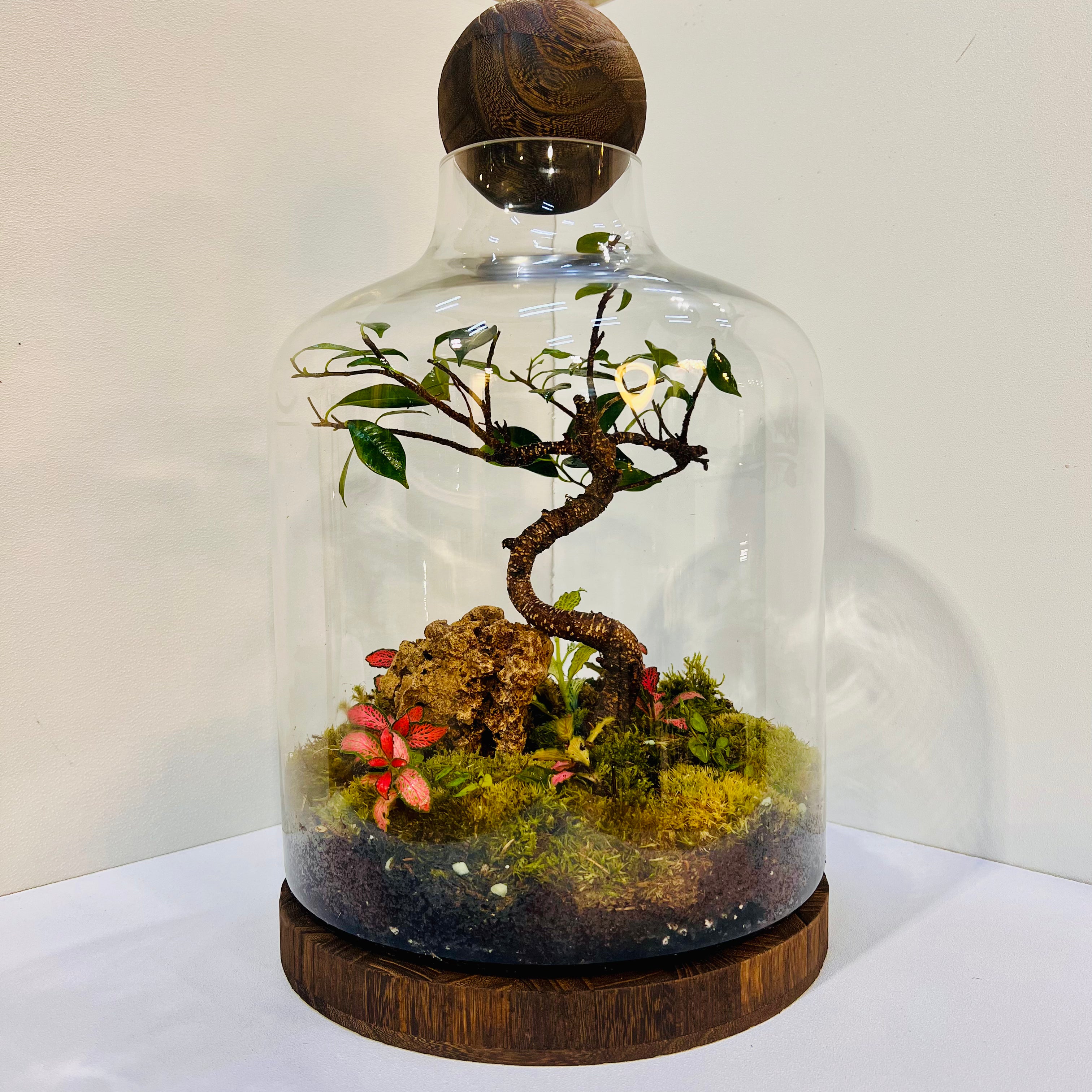 Elegant Bonsai Bottle Terrarium – Handcrafted Living Art in Glass Dome. Hieght : 48cm Width : 27cm