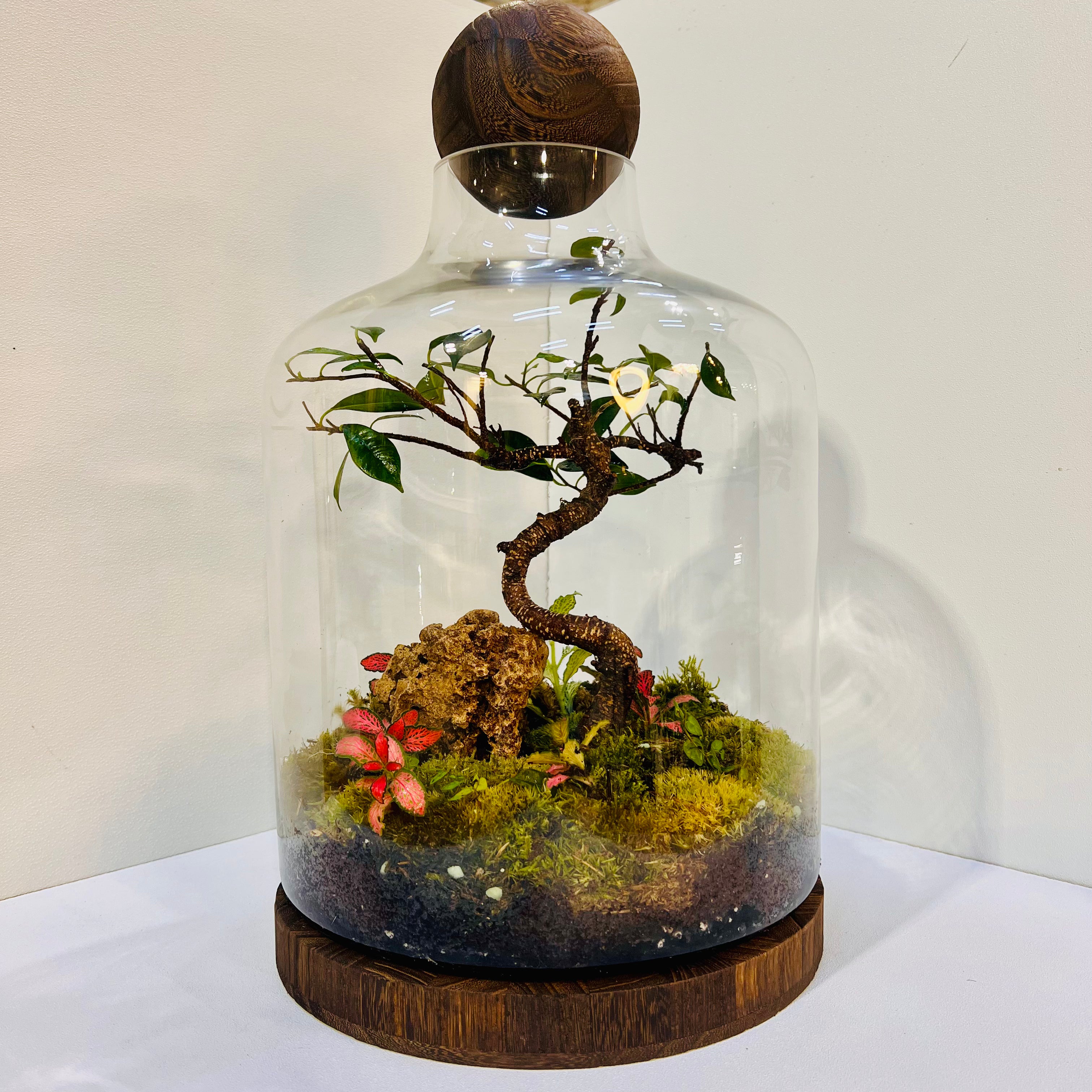 Elegant Bonsai Bottle Terrarium – Handcrafted Living Art in Glass Dome. Hieght : 48cm Width : 27cm
