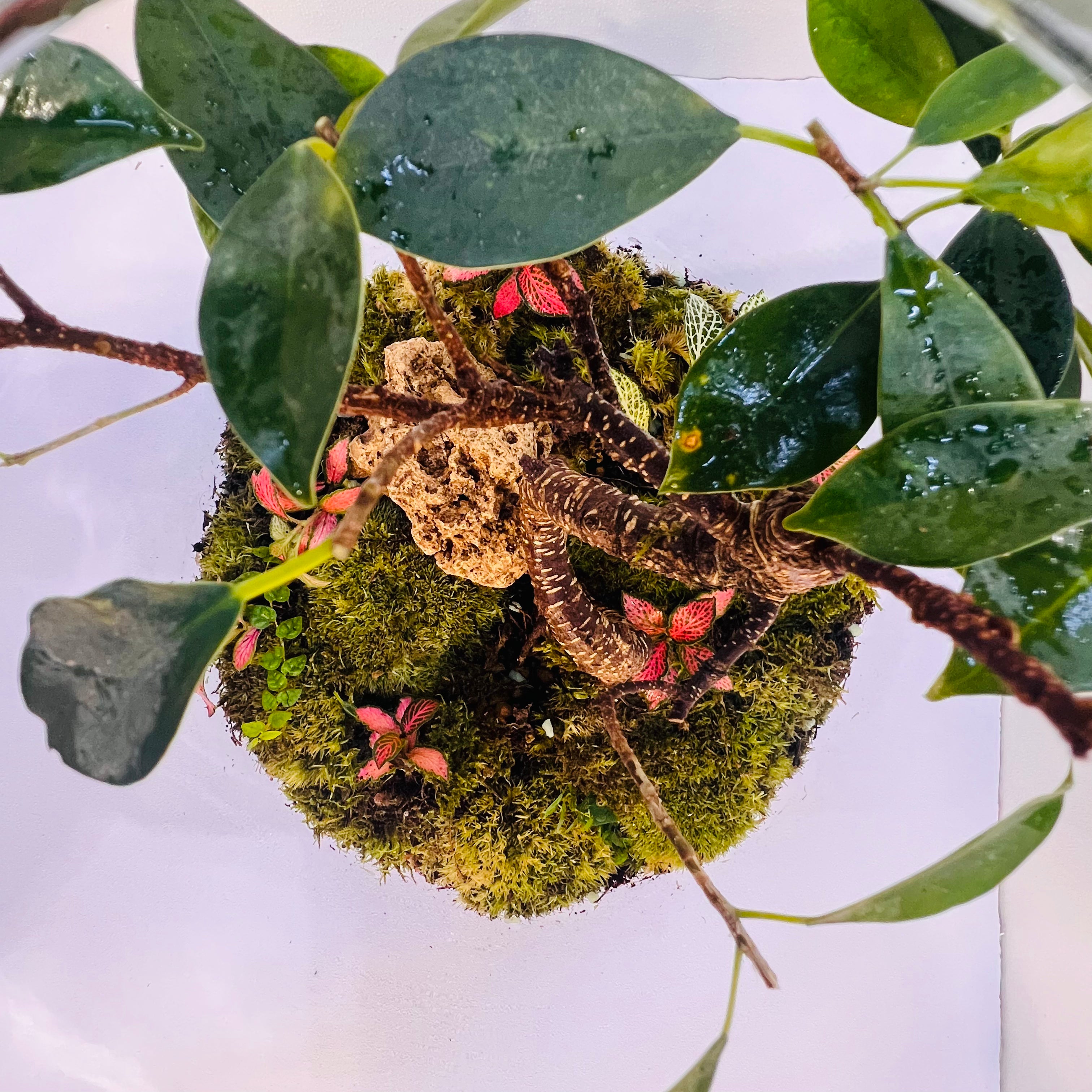 Elegant Bonsai Bottle Terrarium – Handcrafted Living Art in Glass Dome. Hieght : 48cm Width : 27cm