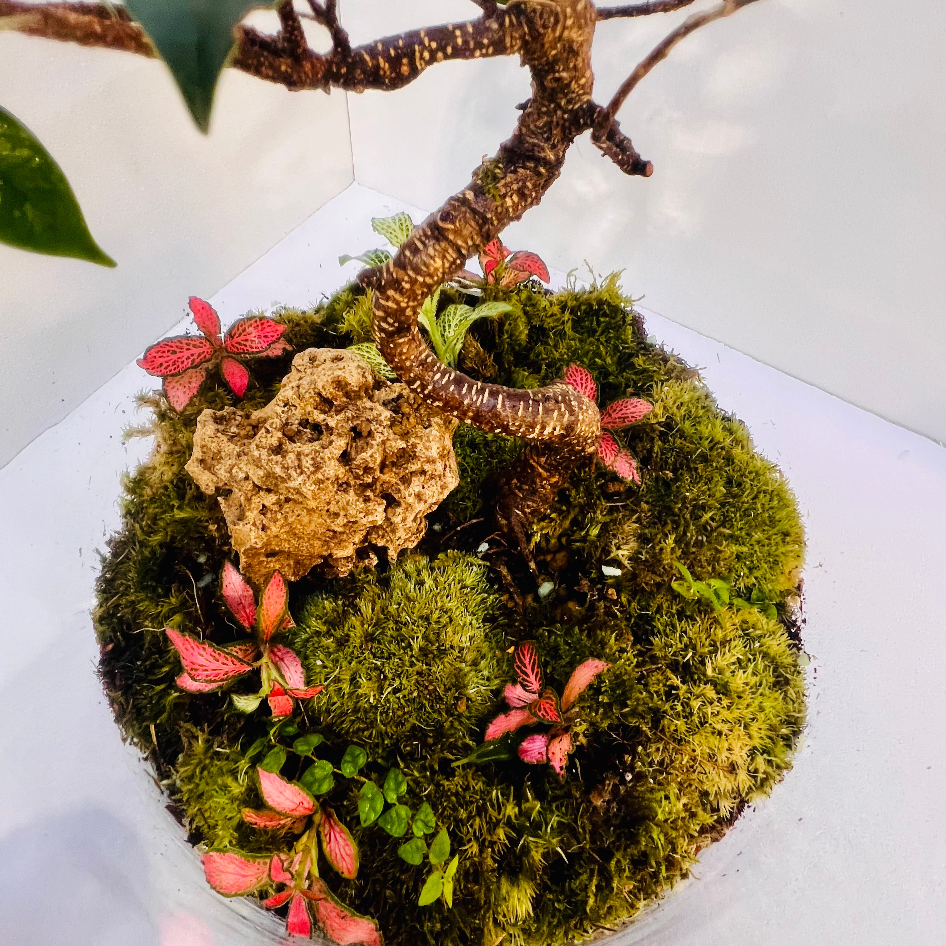 Elegant Bonsai Bottle Terrarium – Handcrafted Living Art in Glass Dome. Hieght : 48cm Width : 27cm